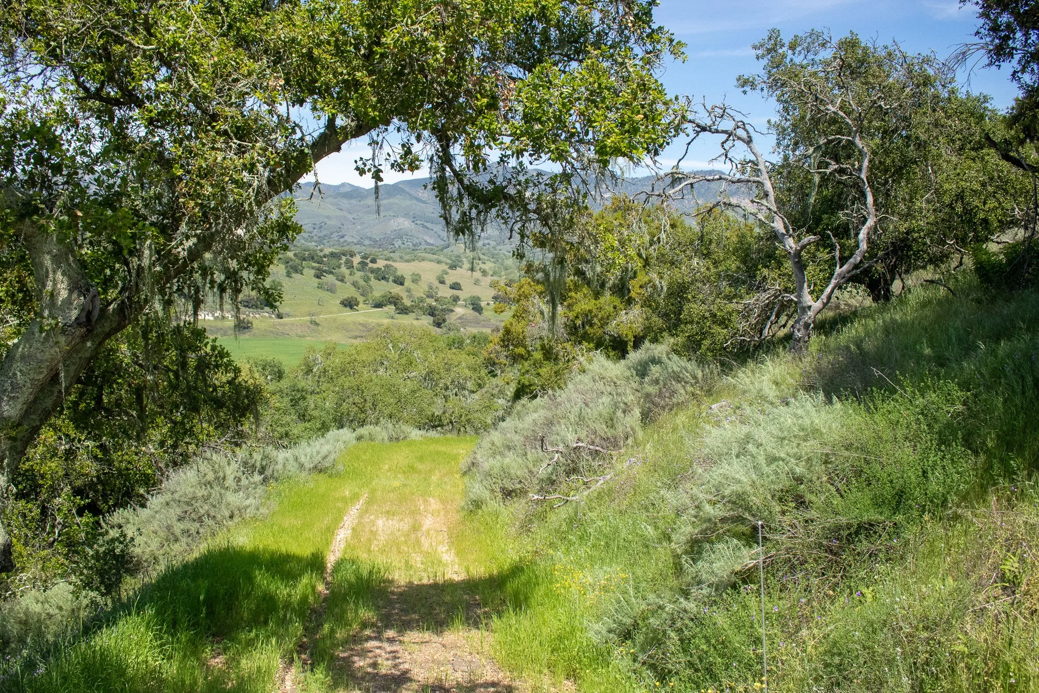 Chamberlin Ranch - Oak Tree Road