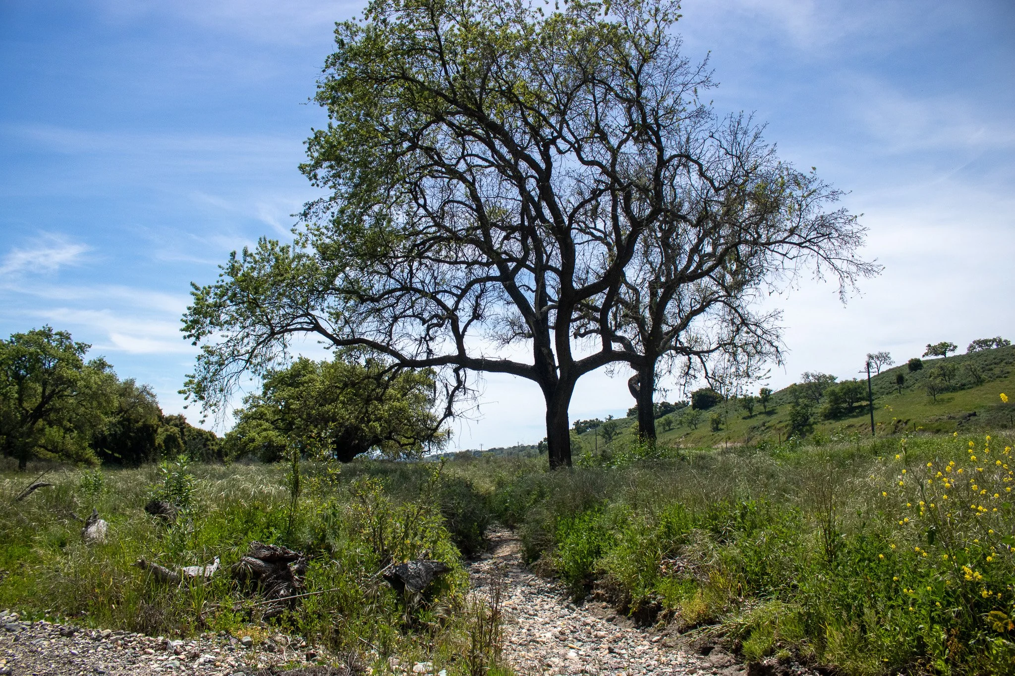 Chamberlin Ranch - Water Crossing West