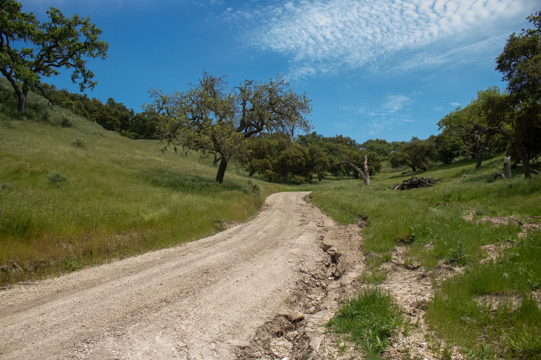 Nolan Ranch - Main Rd Eastside - Los Olivos - 041824