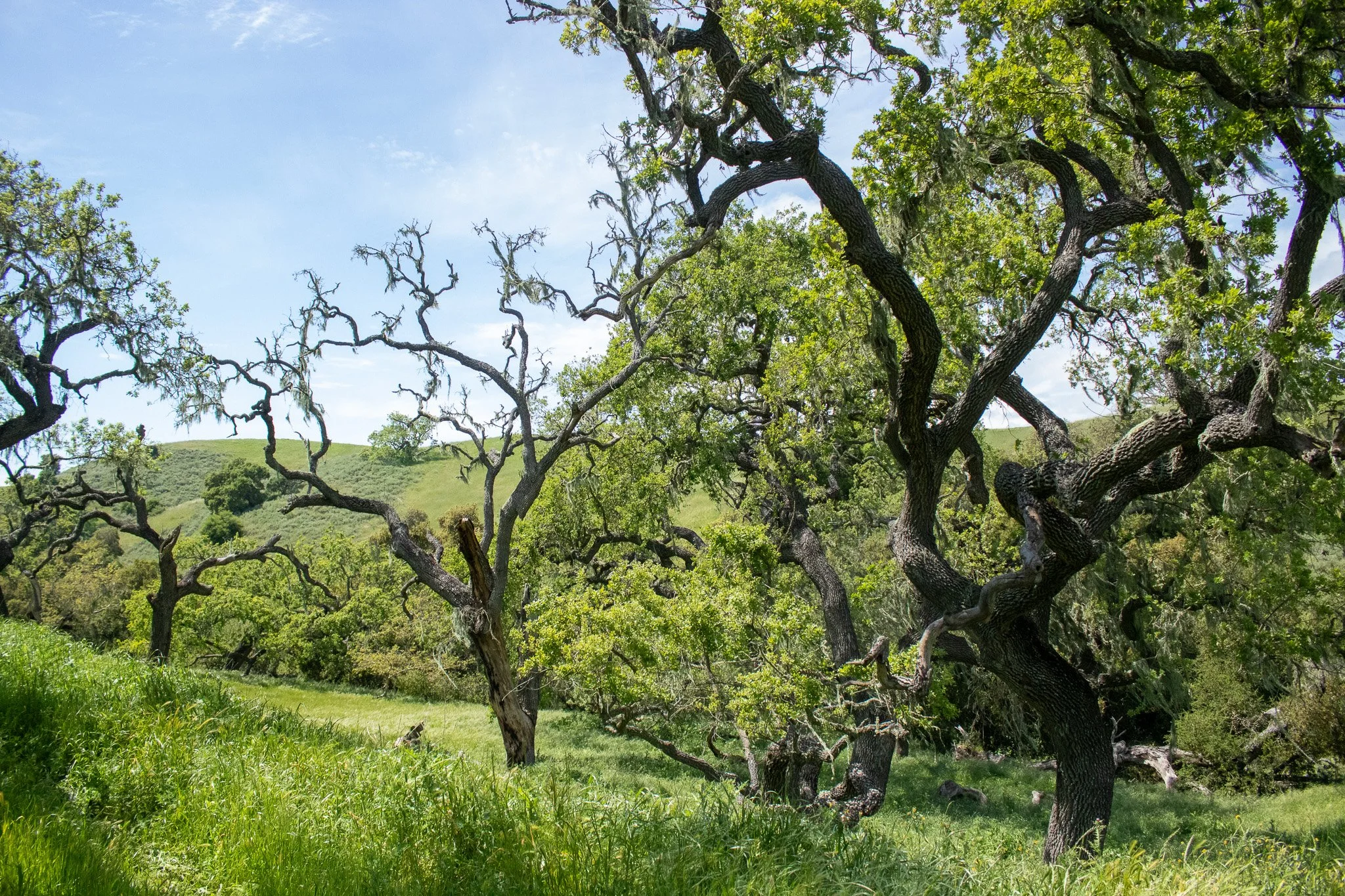 Nolan Ranch - Wild Poppy Ridge - Los Olivos - 041824