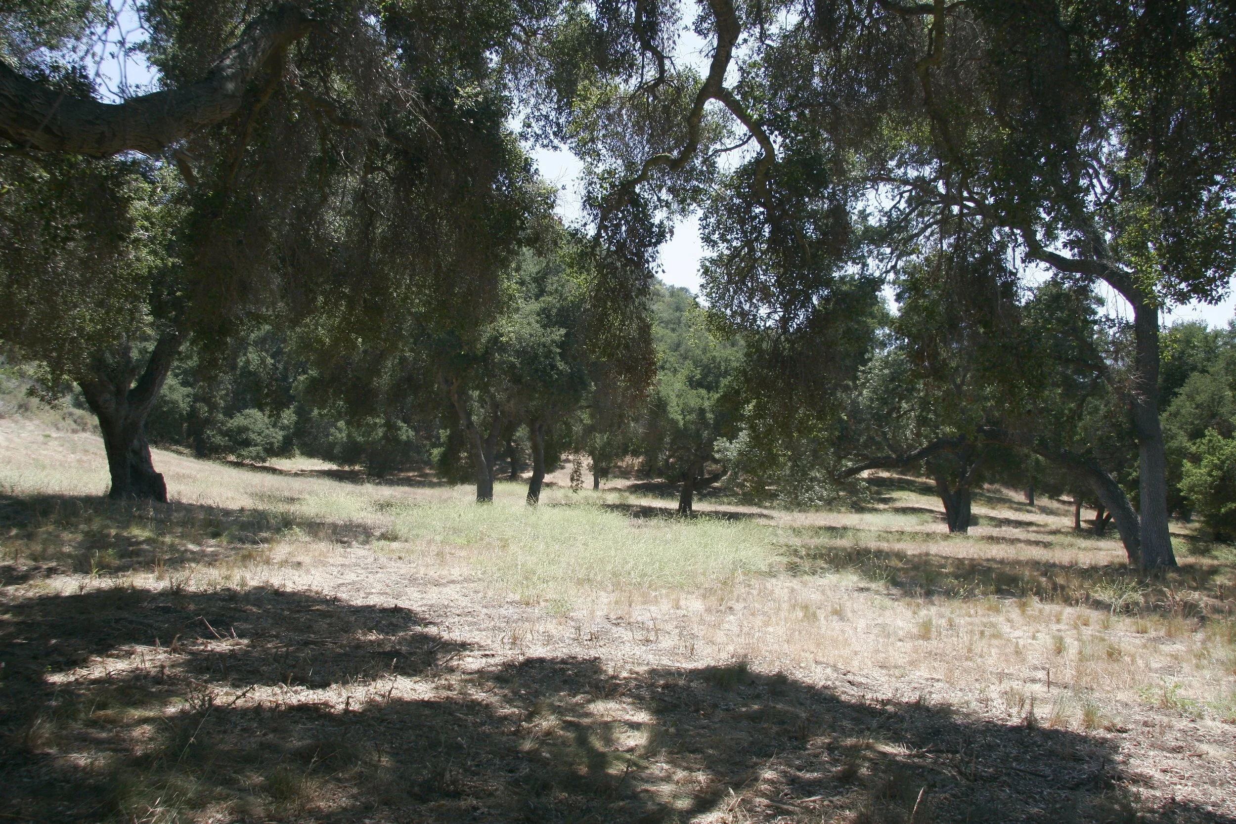Ventura Farms - Green Meadow - File