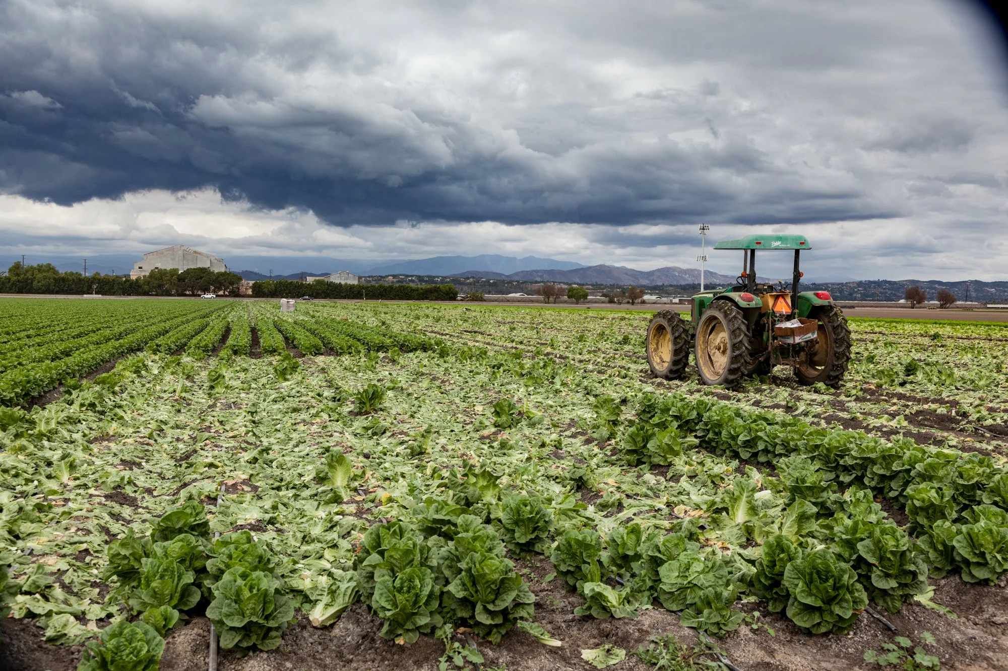 Farm- Uesugi Farms - Camarillo - 67.jpg