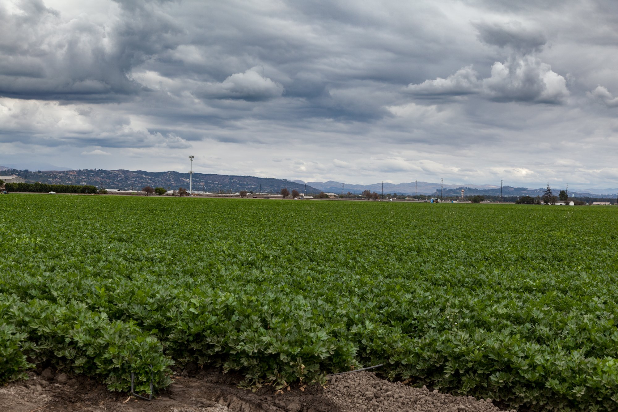 Farm- Uesugi Farms - Camarillo - 46.jpg