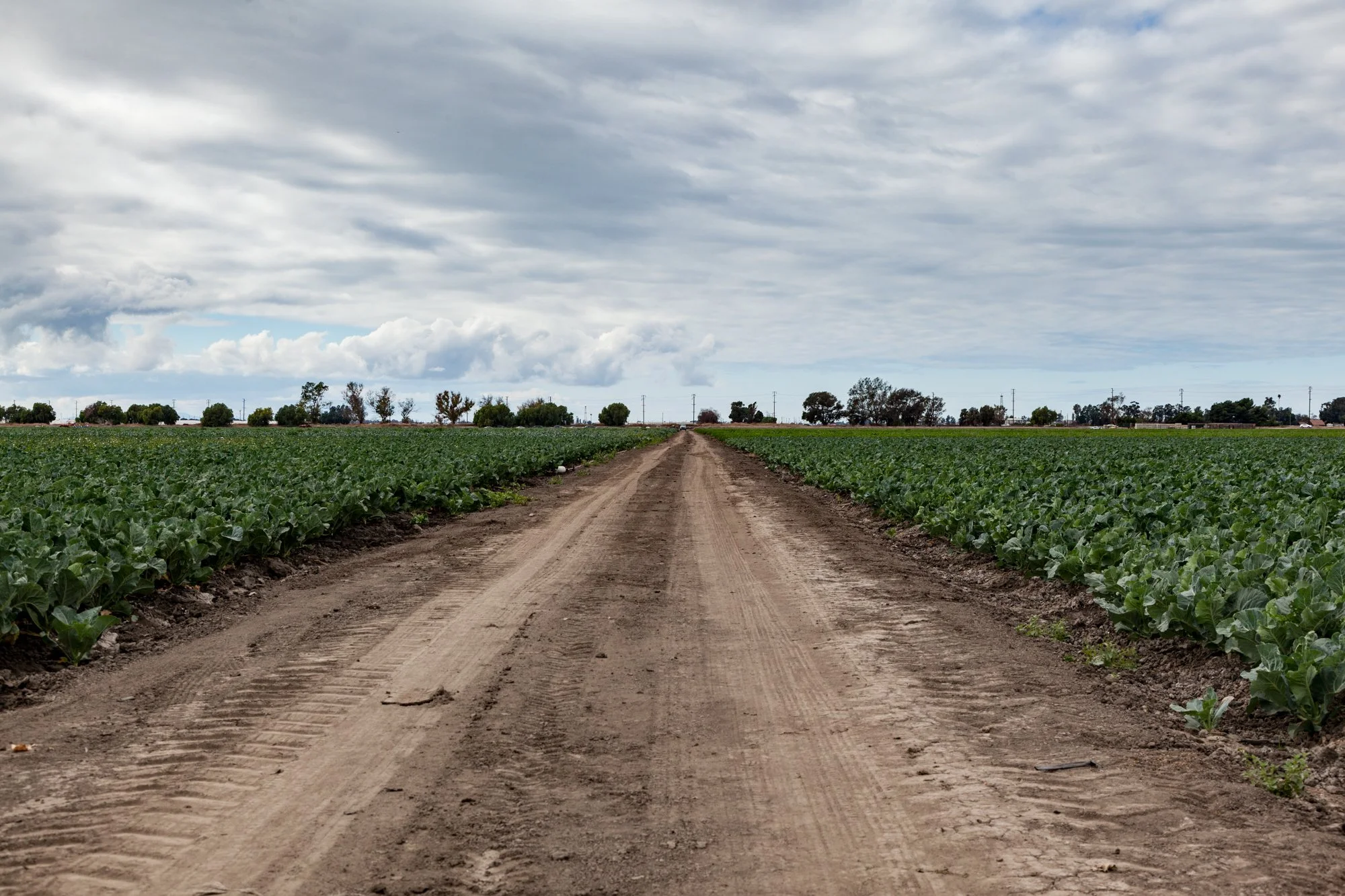 Farm- Uesugi Farms - Camarillo - 34.jpg