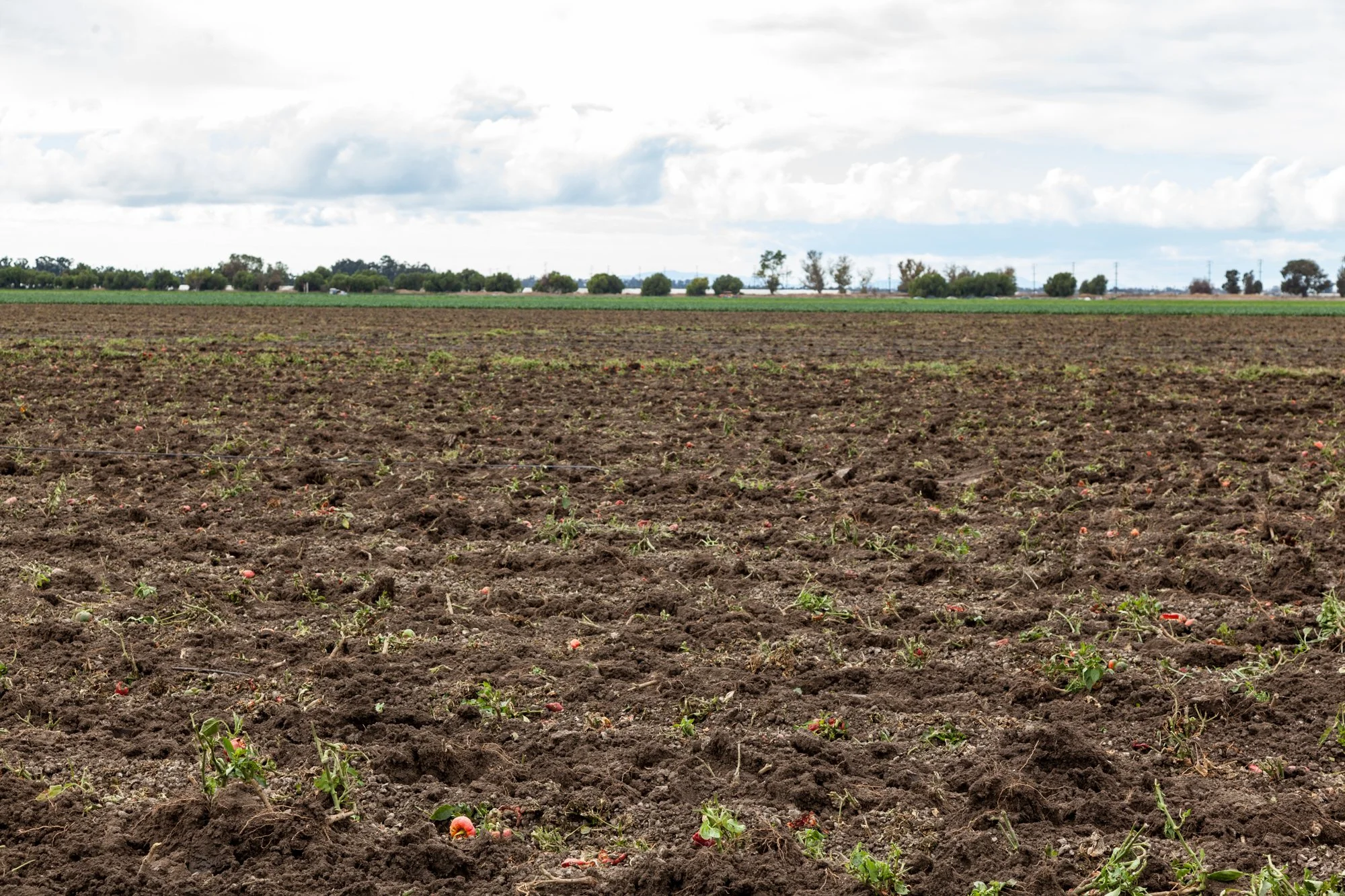 Farm- Uesugi Farms - Camarillo - 6.jpg