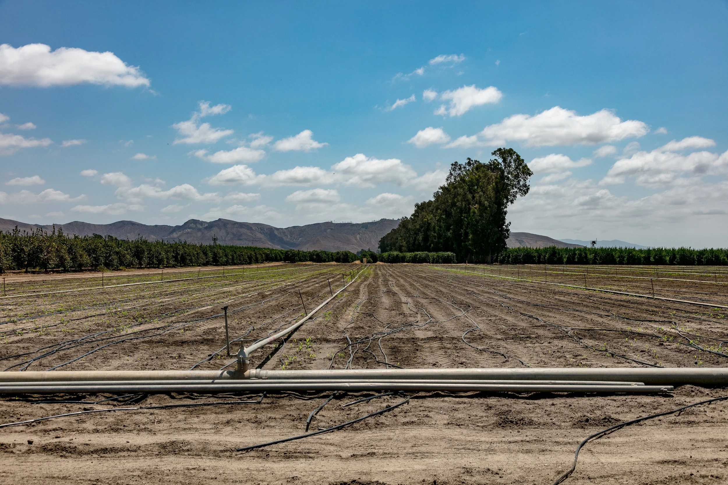 Limoneira Farms - Santa Paula -26.jpg