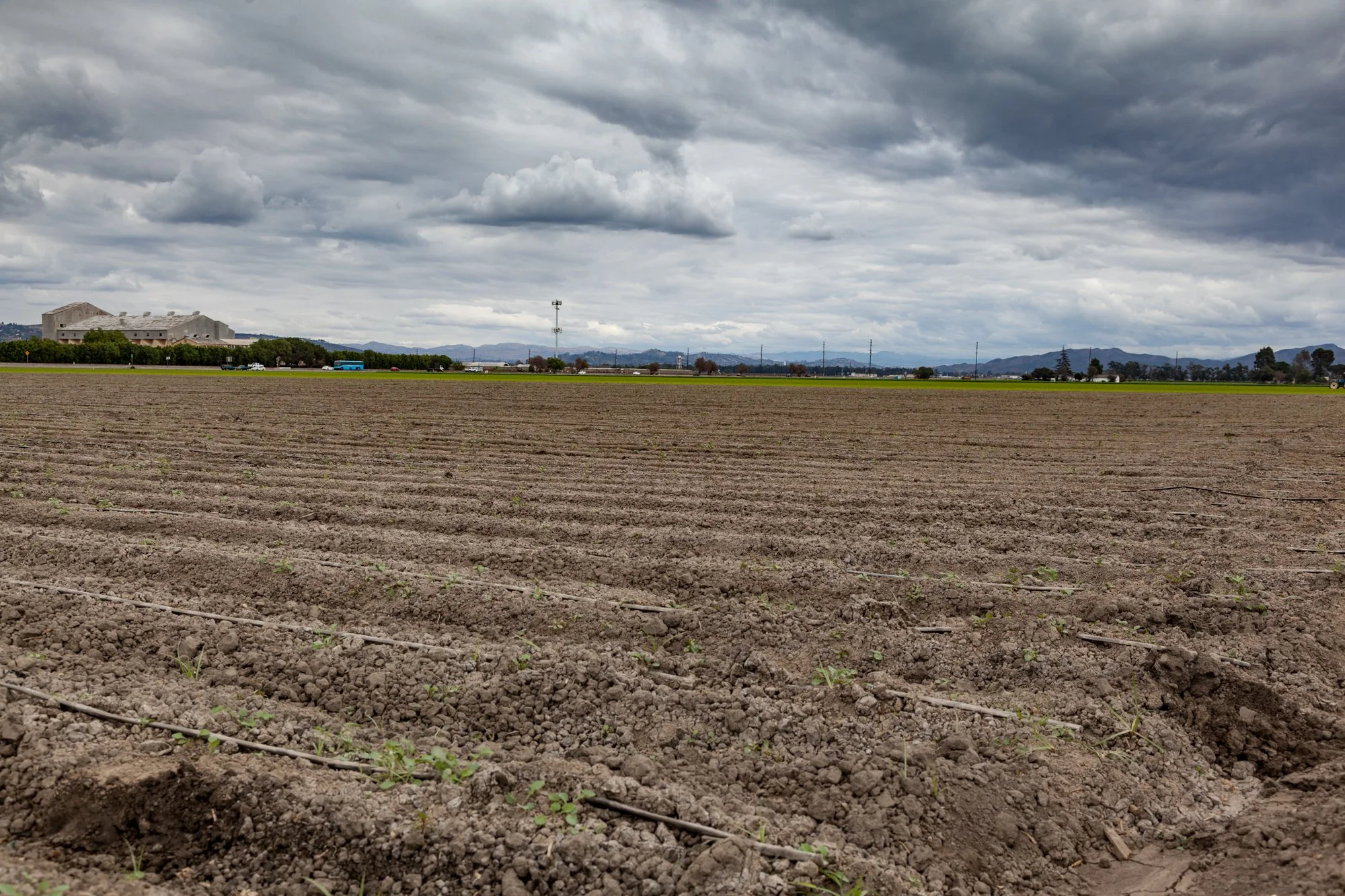 Farm- Uesugi Farms - Camarillo - 57.jpg