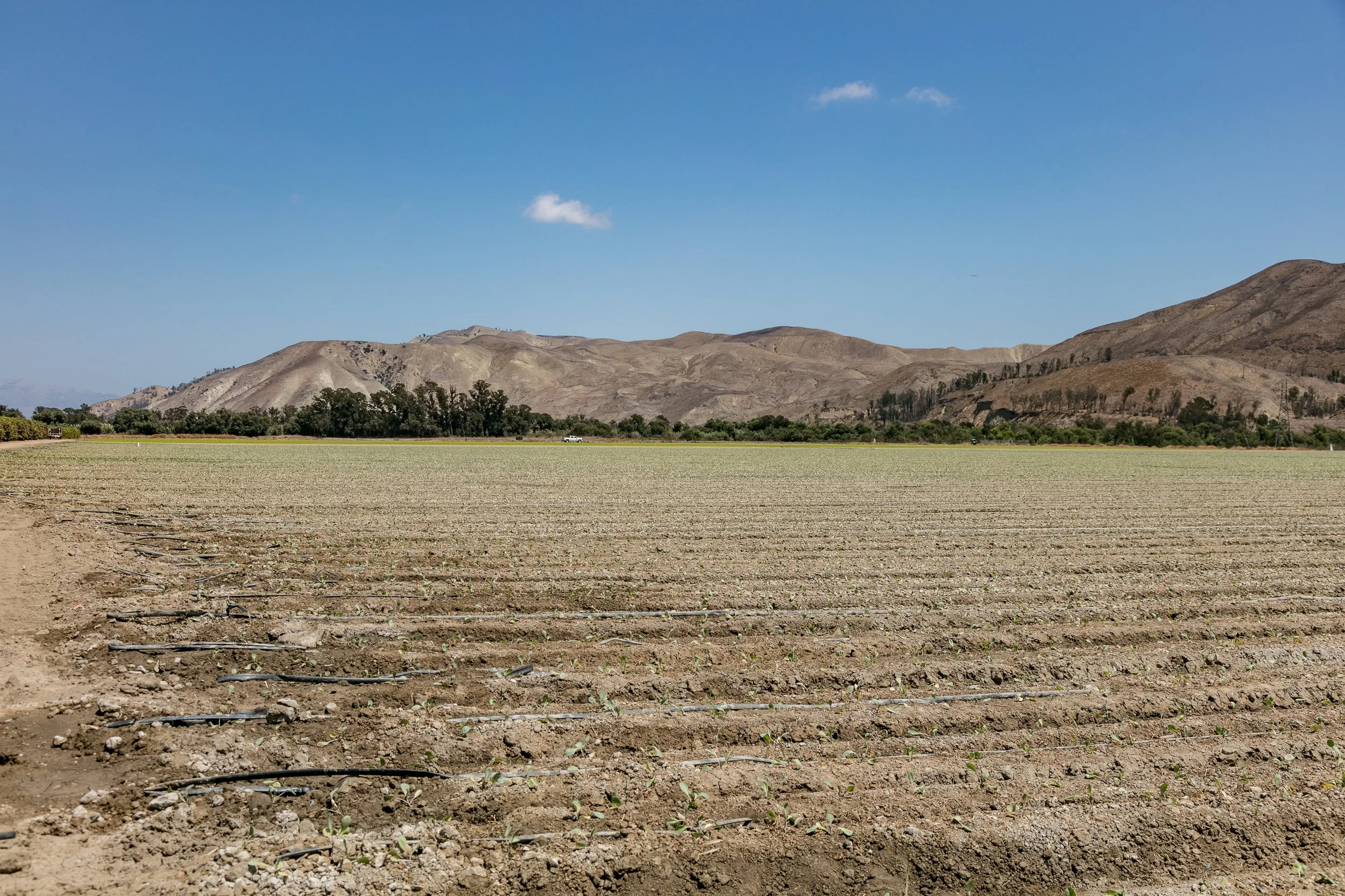 Limoneira Farms - Santa Paula -80.jpg