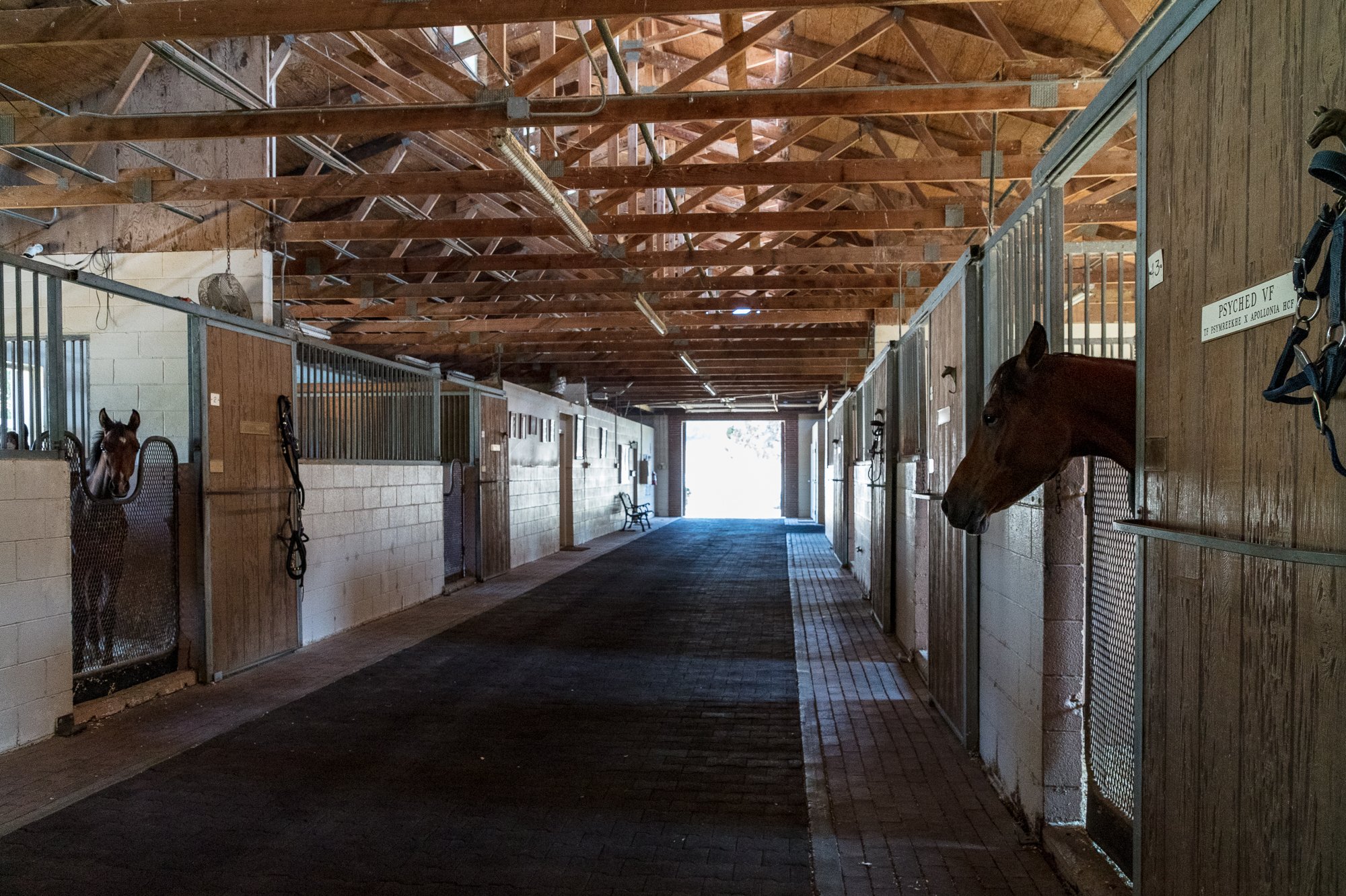 Ventura Farms - Arabian Center -6.jpg