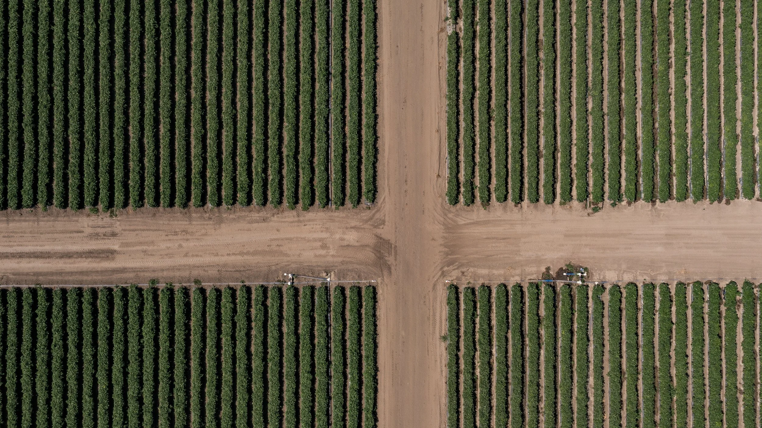 Limoneira Farms - Drone - Santa Paula -5.jpg