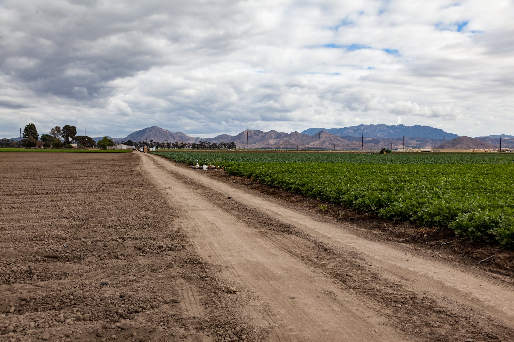 Farm- Uesugi Farms - Camarillo - 73.jpg