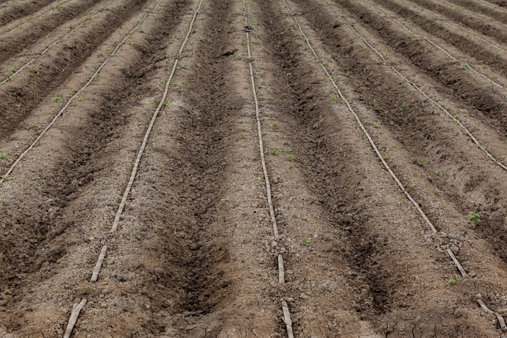 Farm- Uesugi Farms - Camarillo - 60.jpg