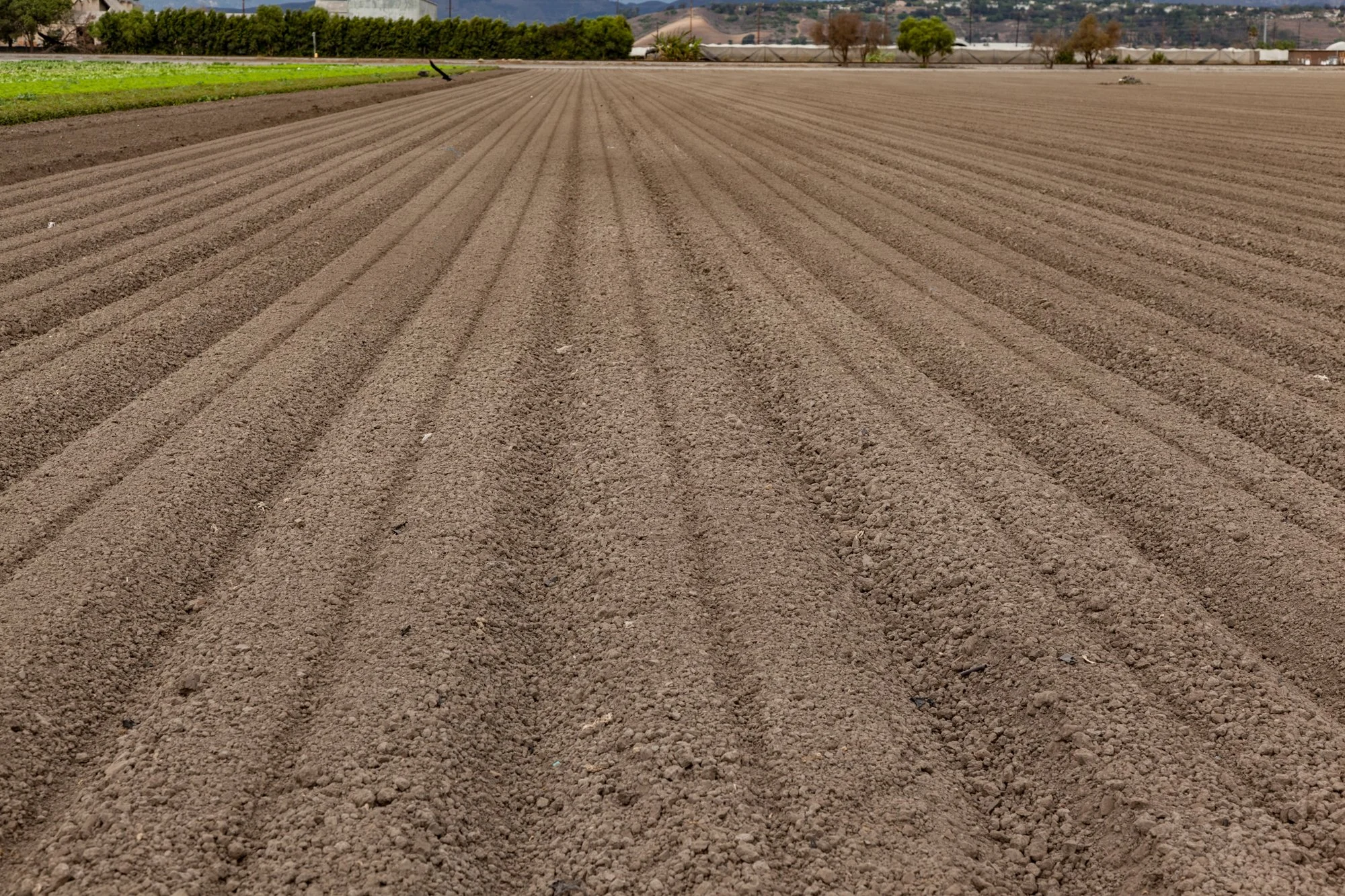Farm- Uesugi Farms - Camarillo - 68.jpg