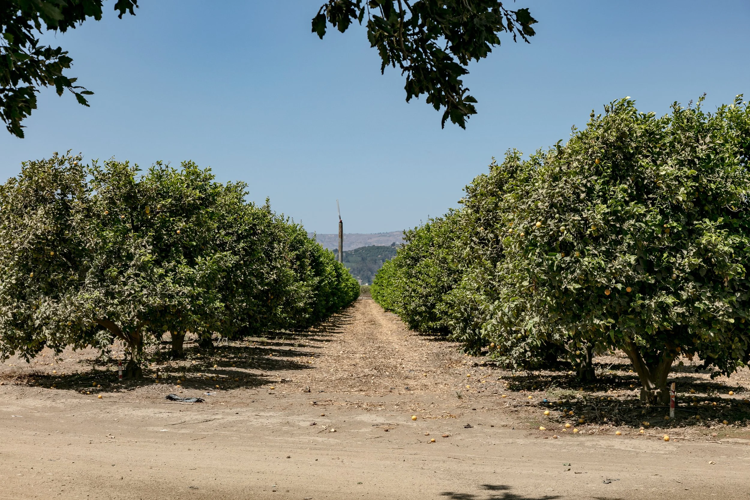 Limoneira Farms - Santa Paula -82.jpg