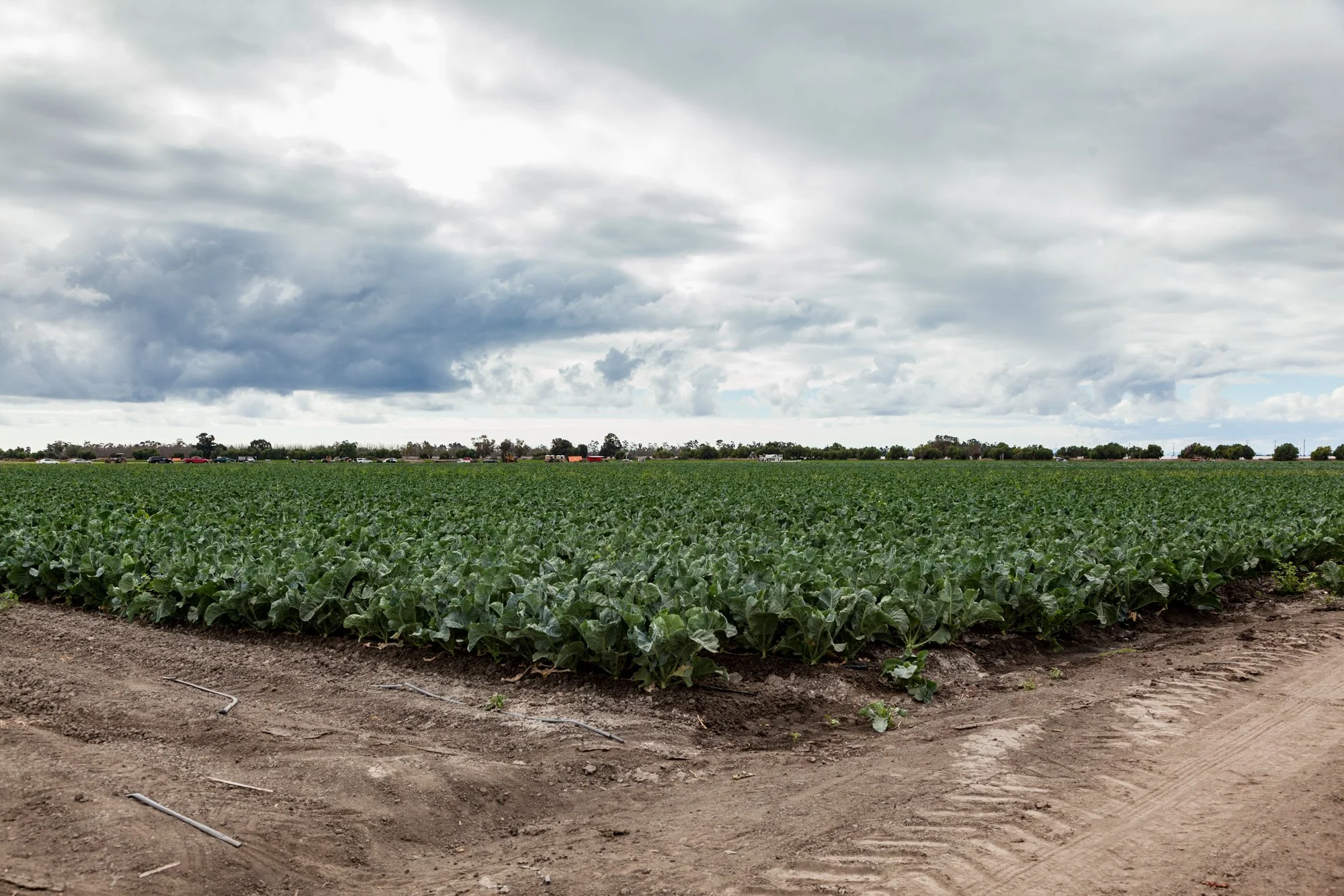 Farm- Uesugi Farms - Camarillo - 28.jpg