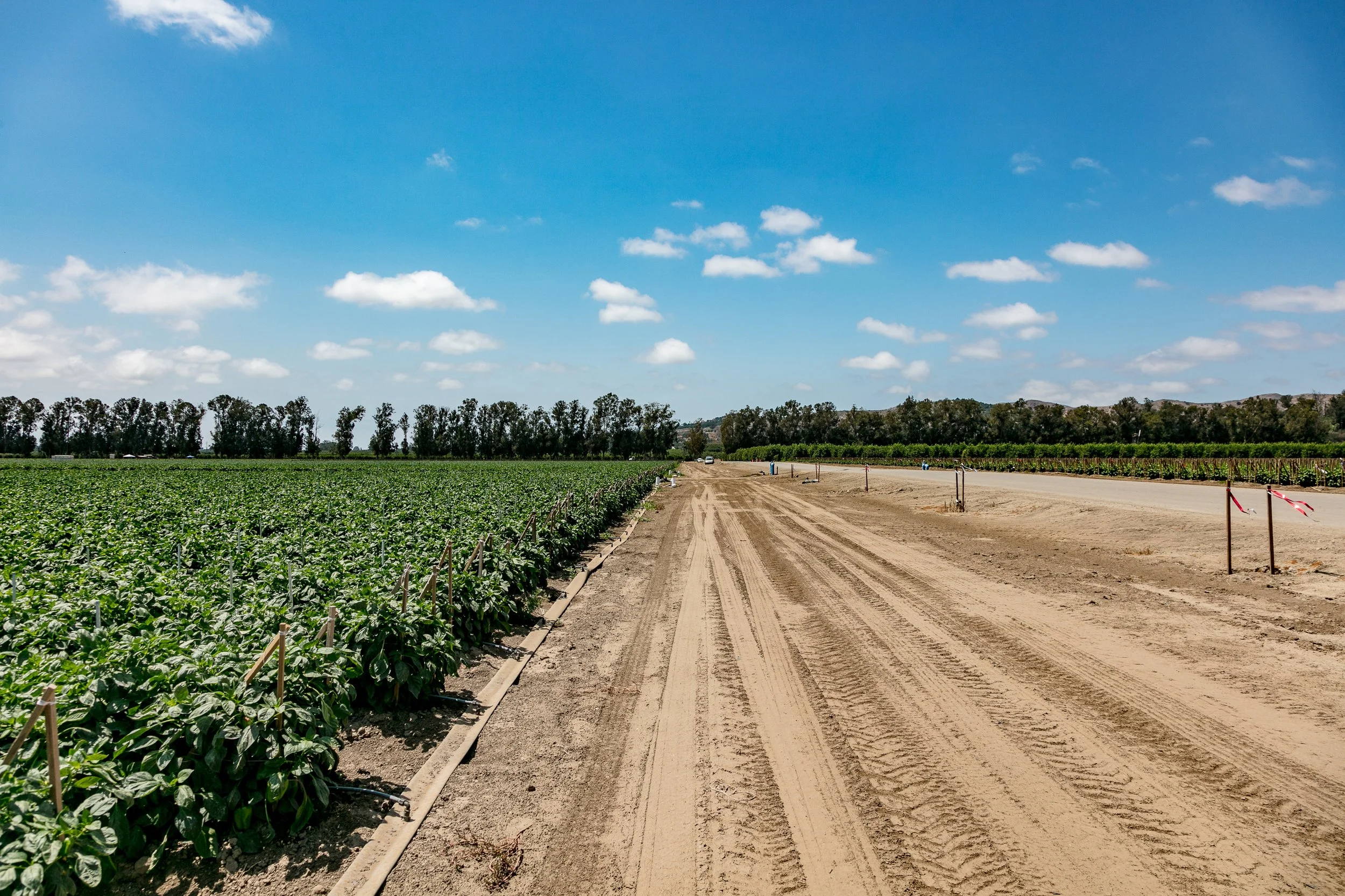 Limoneira Farms - Santa Paula -23.jpg