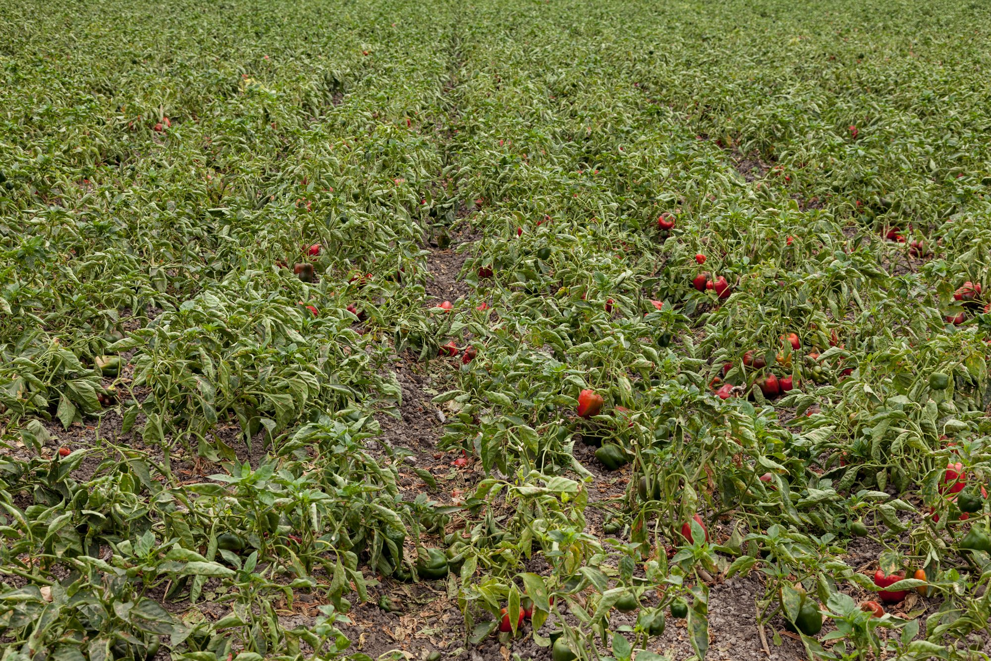 Farm- Uesugi Farms - Camarillo - 17.jpg