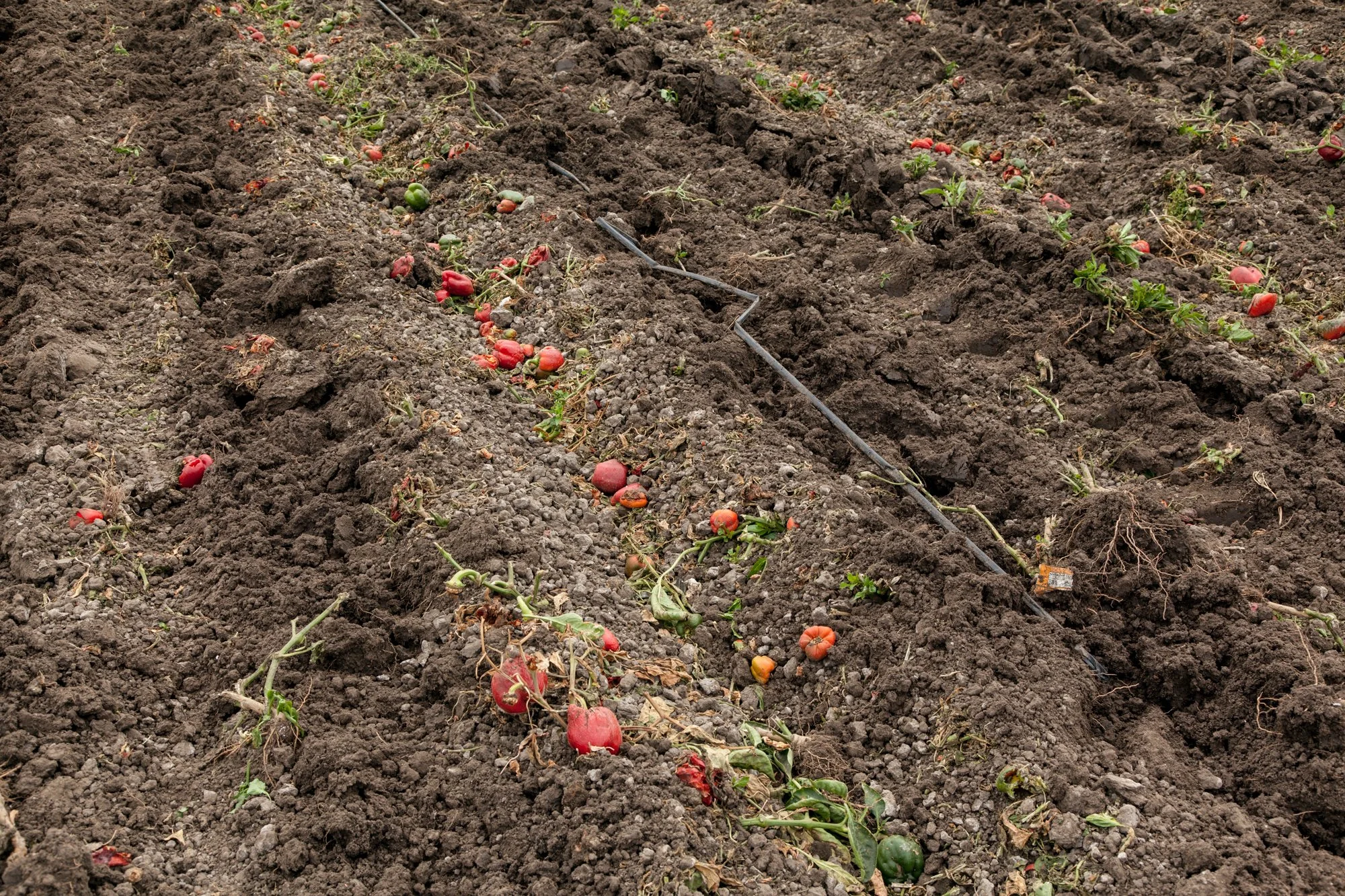 Farm- Uesugi Farms - Camarillo - 5.jpg