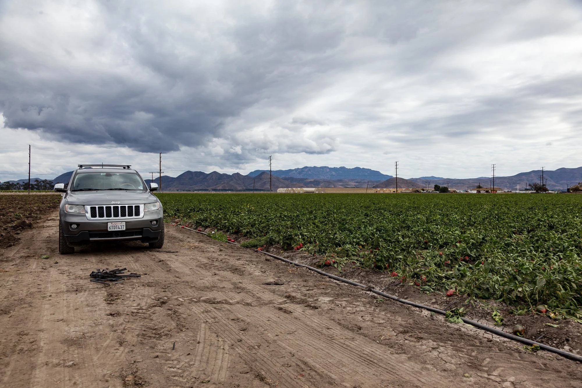 Farm- Uesugi Farms - Camarillo - 27.jpg