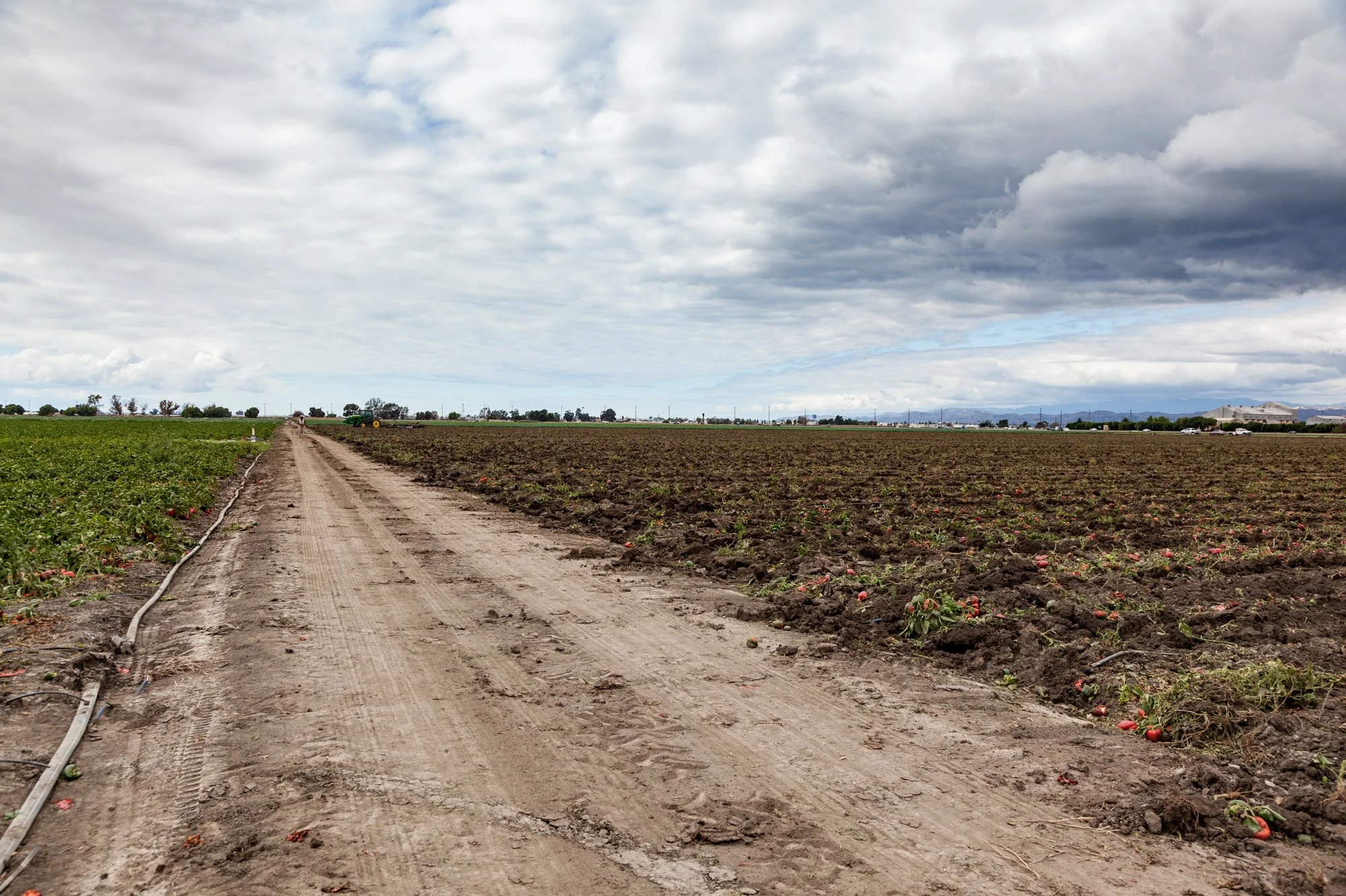 Farm- Uesugi Farms - Camarillo - 19.jpg