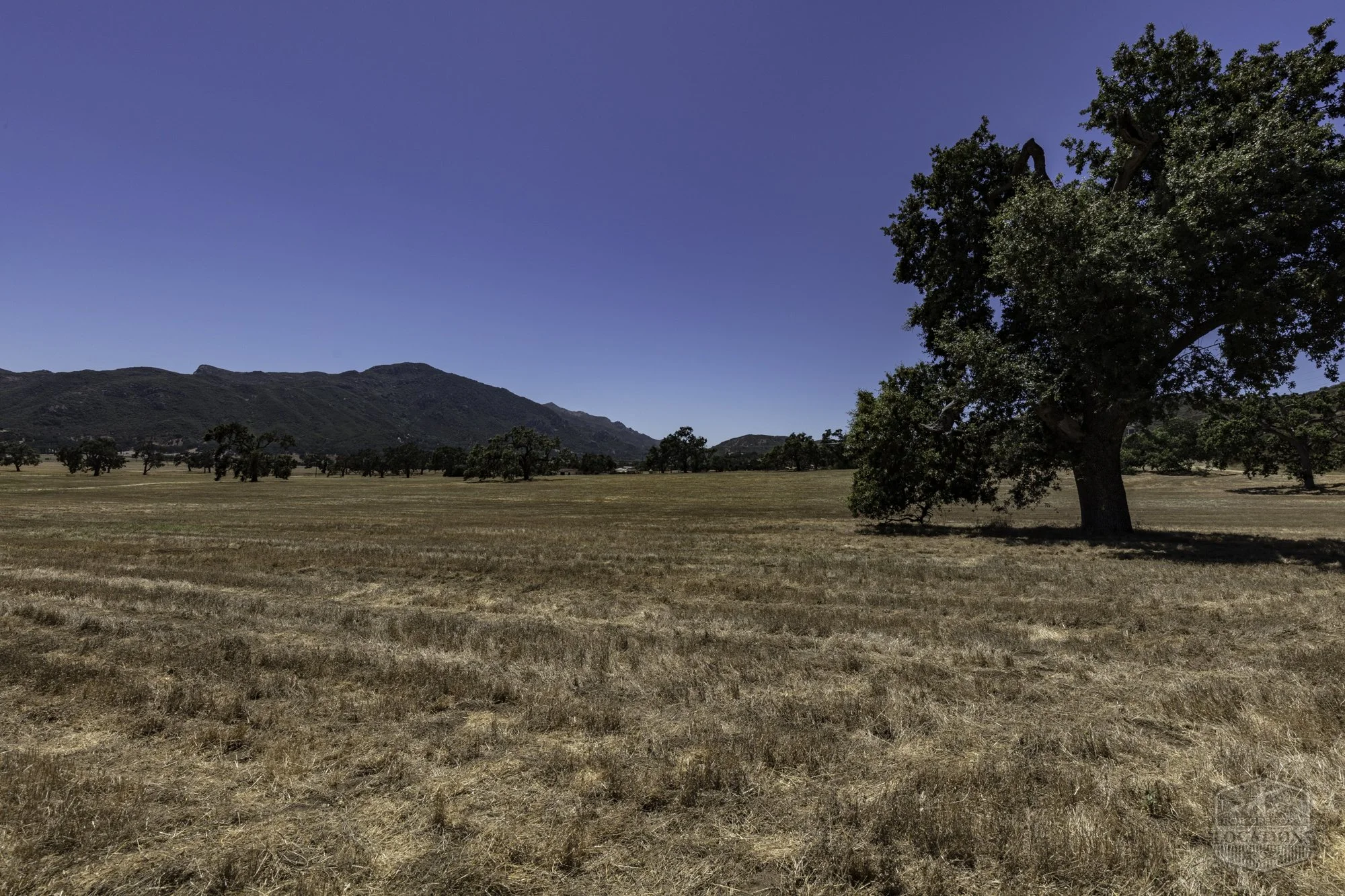 Thorton Ranch Pasture - Ventura Farms -4.jpg