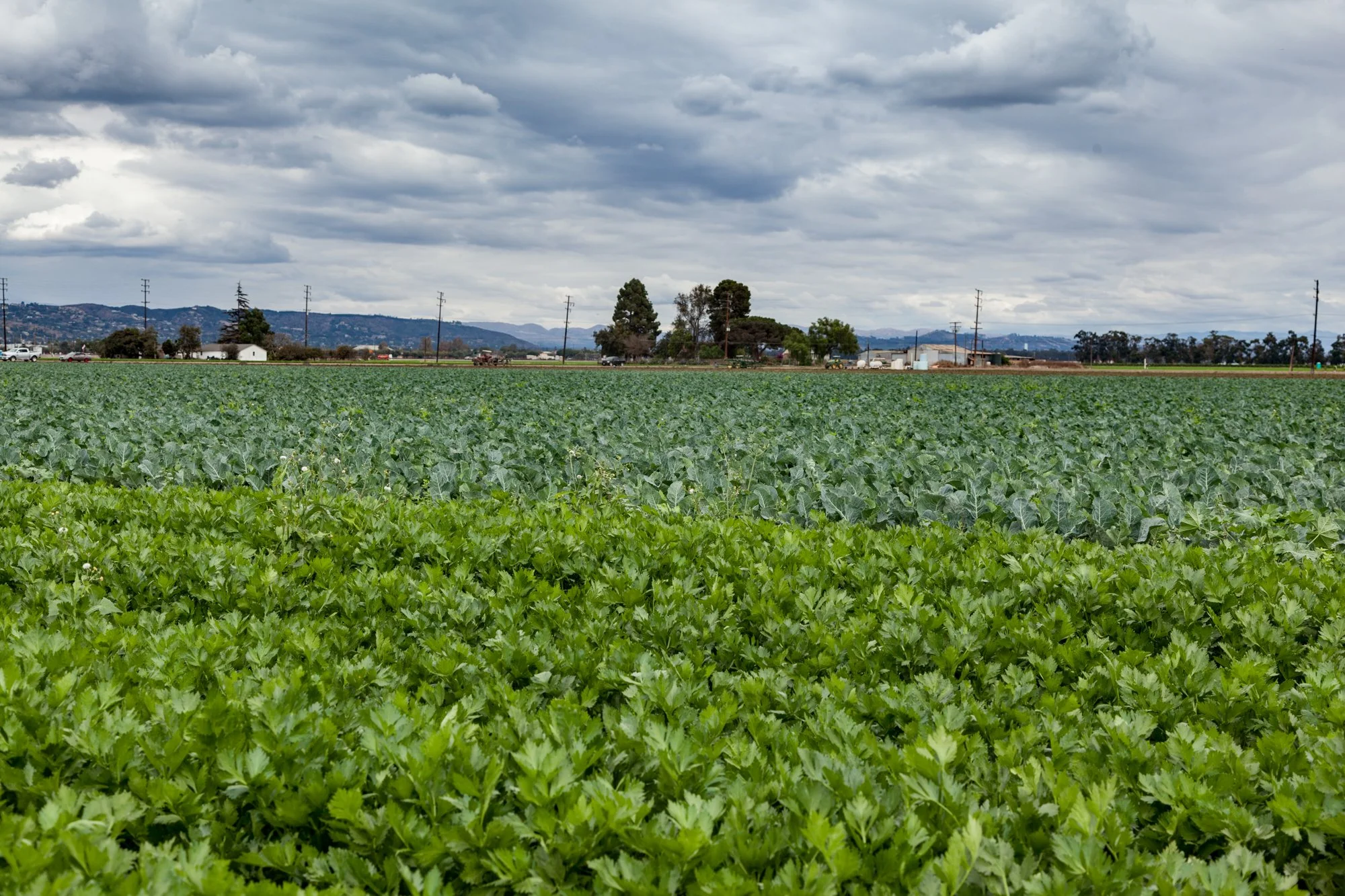 Farm- Uesugi Farms - Camarillo - 38.jpg
