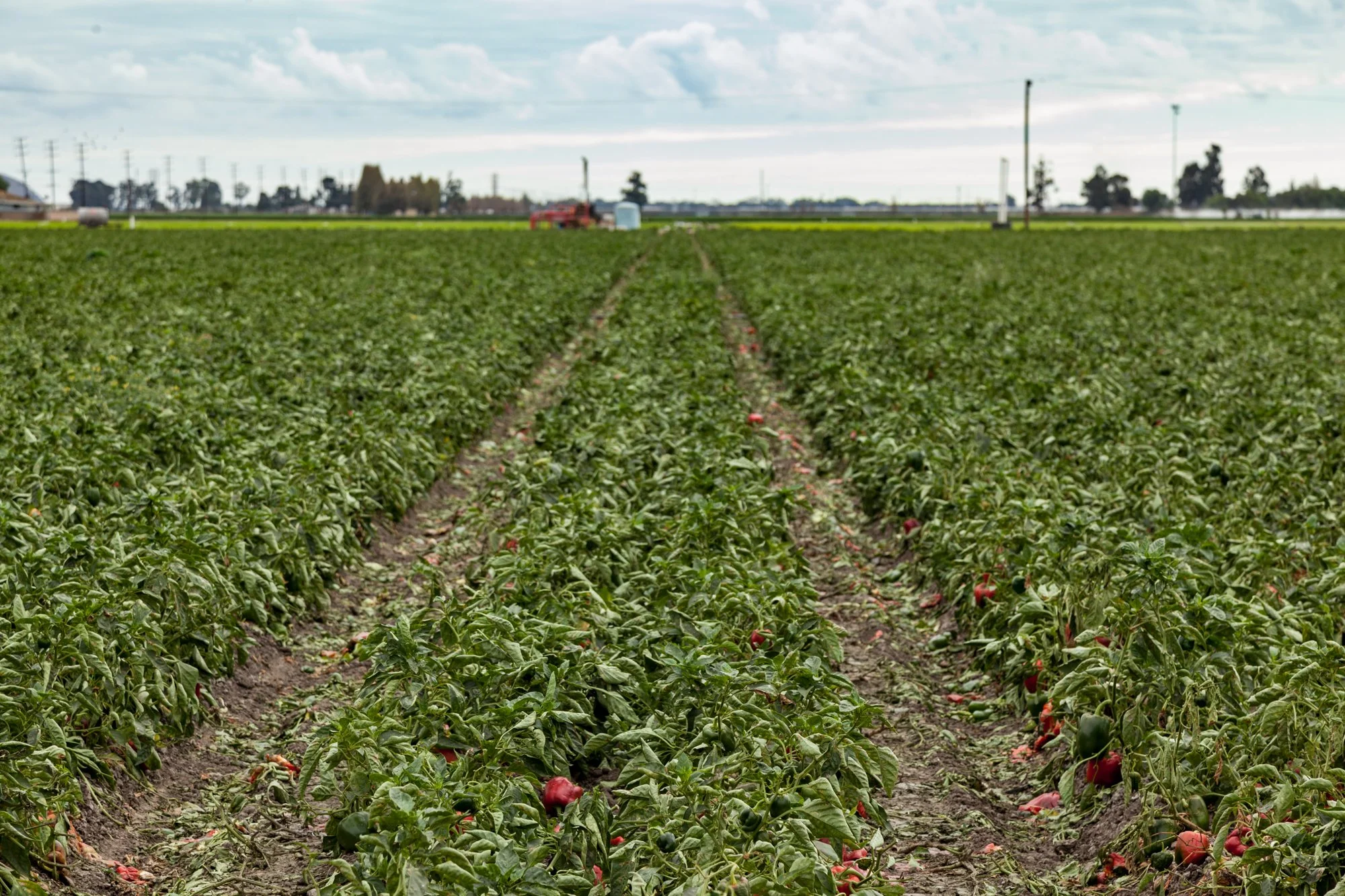 Farm- Uesugi Farms - Camarillo - 23.jpg