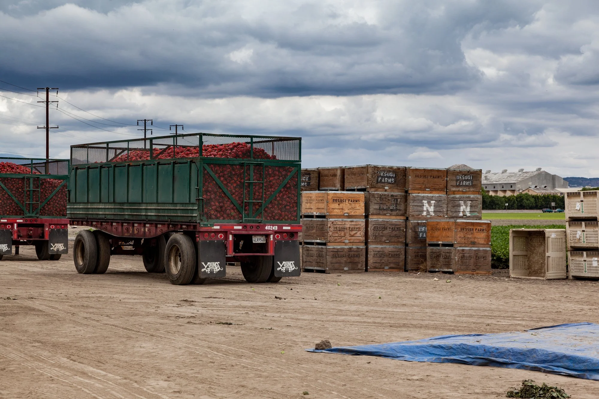 Farm- Uesugi Farms - Camarillo - 53.jpg