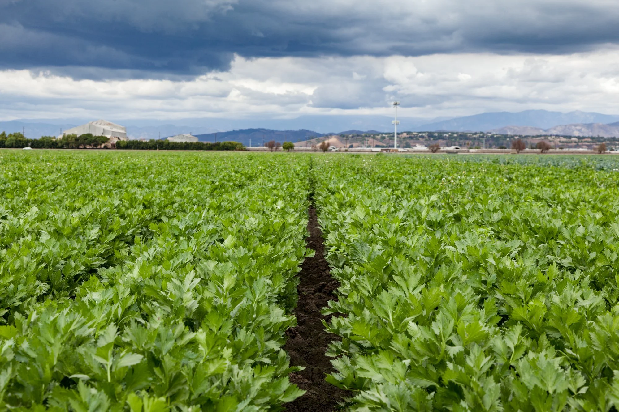 Farm- Uesugi Farms - Camarillo - 39.jpg