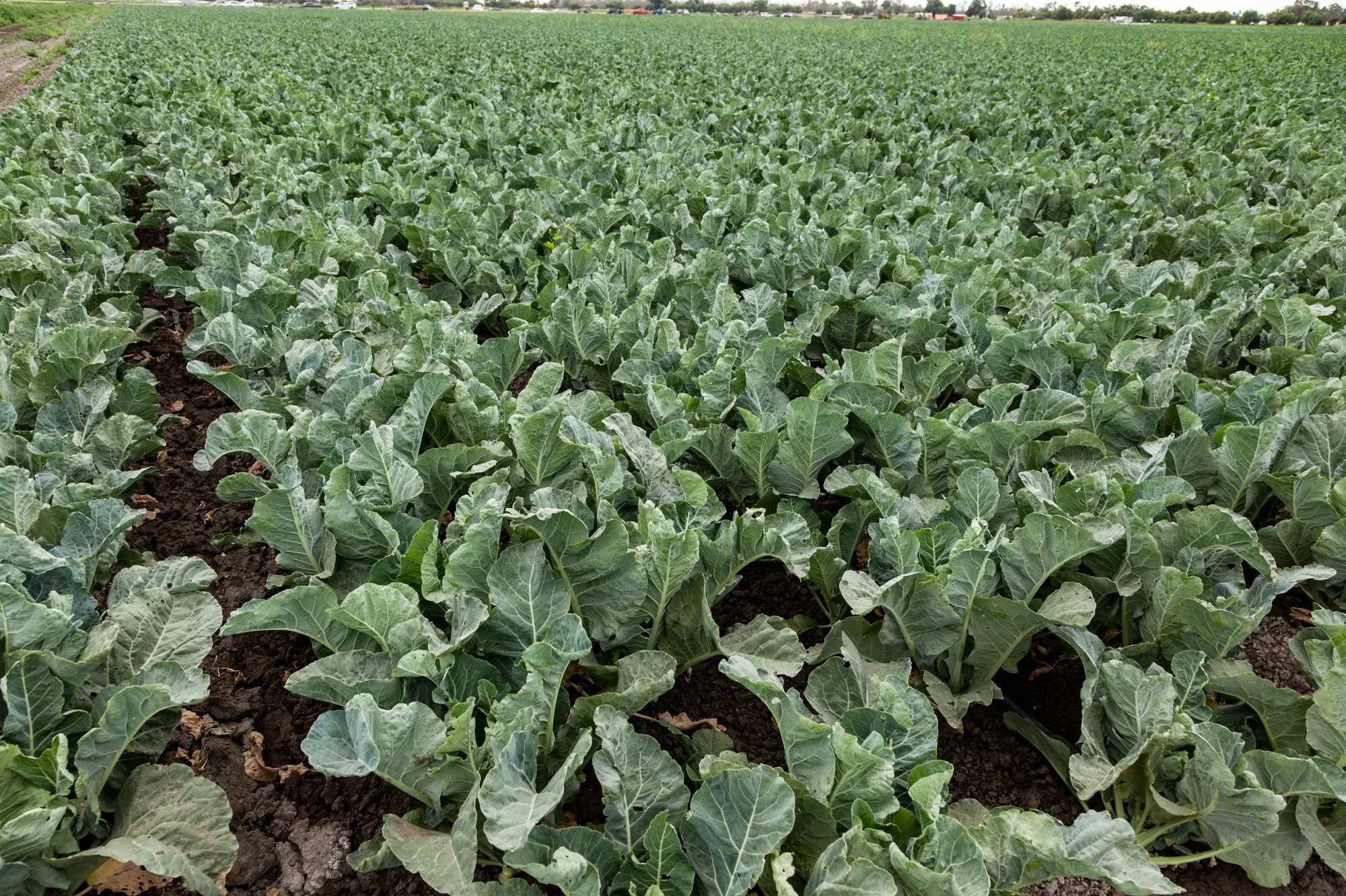 Farm- Uesugi Farms - Camarillo - 31.jpg