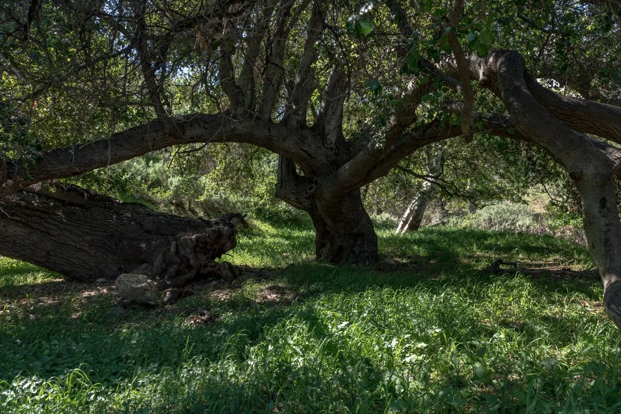 Rancho Temescal - Lower Oil Field Rd - Mtn Bike - Piru -23.jpg
