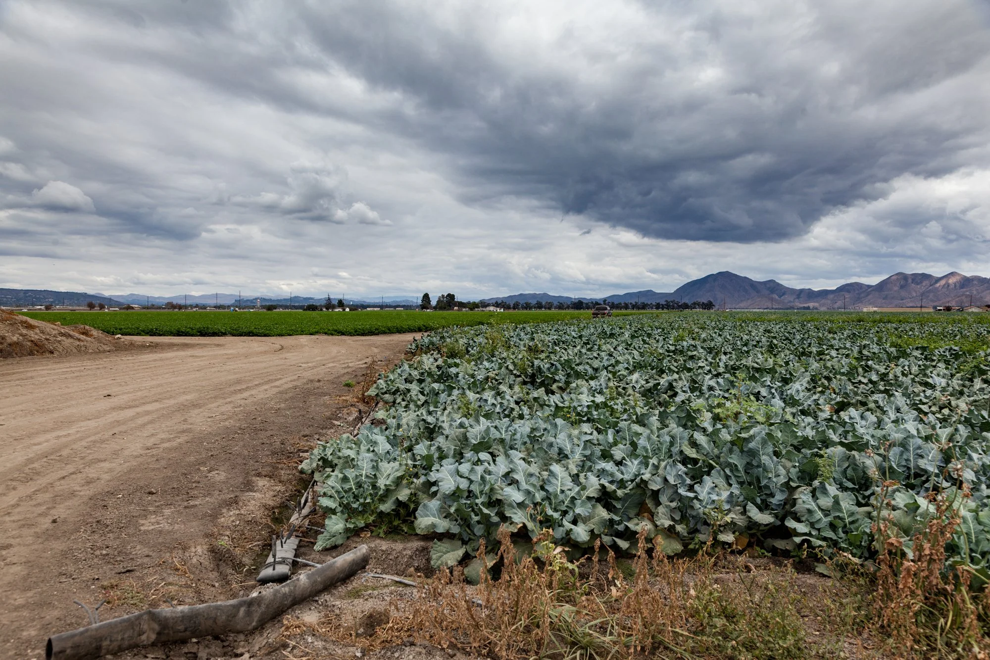 Farm- Uesugi Farms - Camarillo - 44.jpg