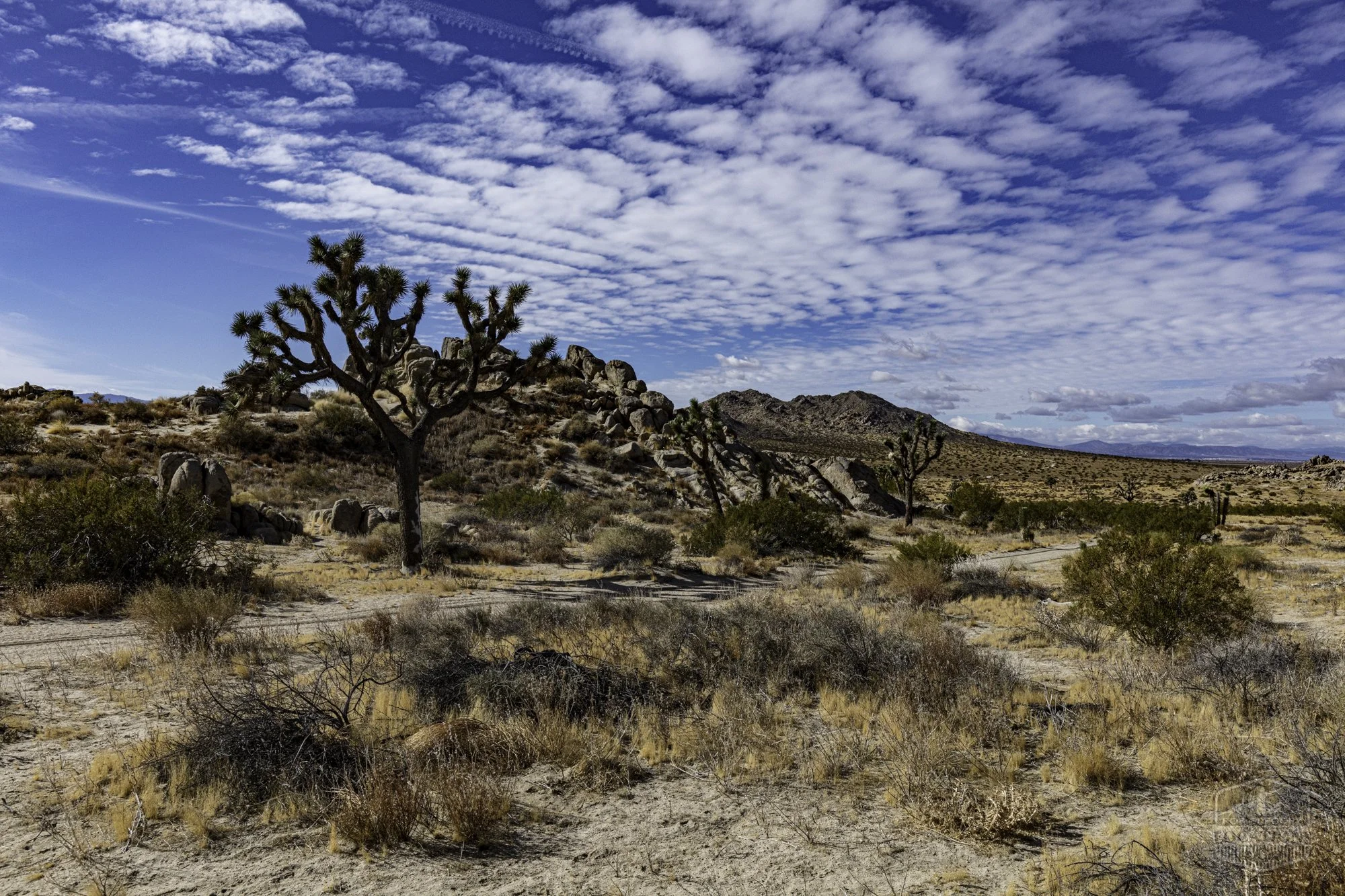 Rocky Buttes - Lancaster - 112424 -015.jpg