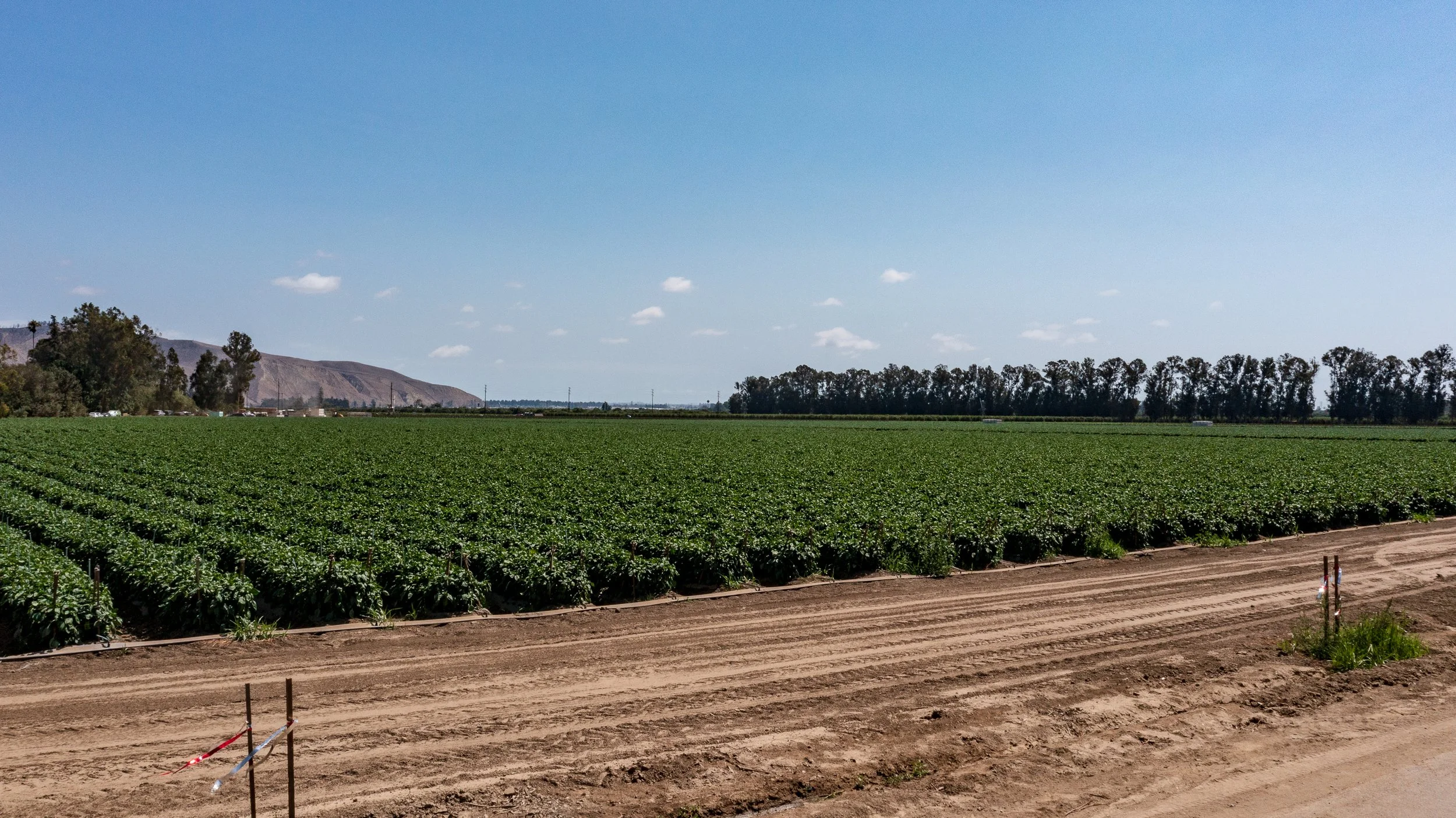 Limoneira Farms - Drone - Santa Paula -4.jpg