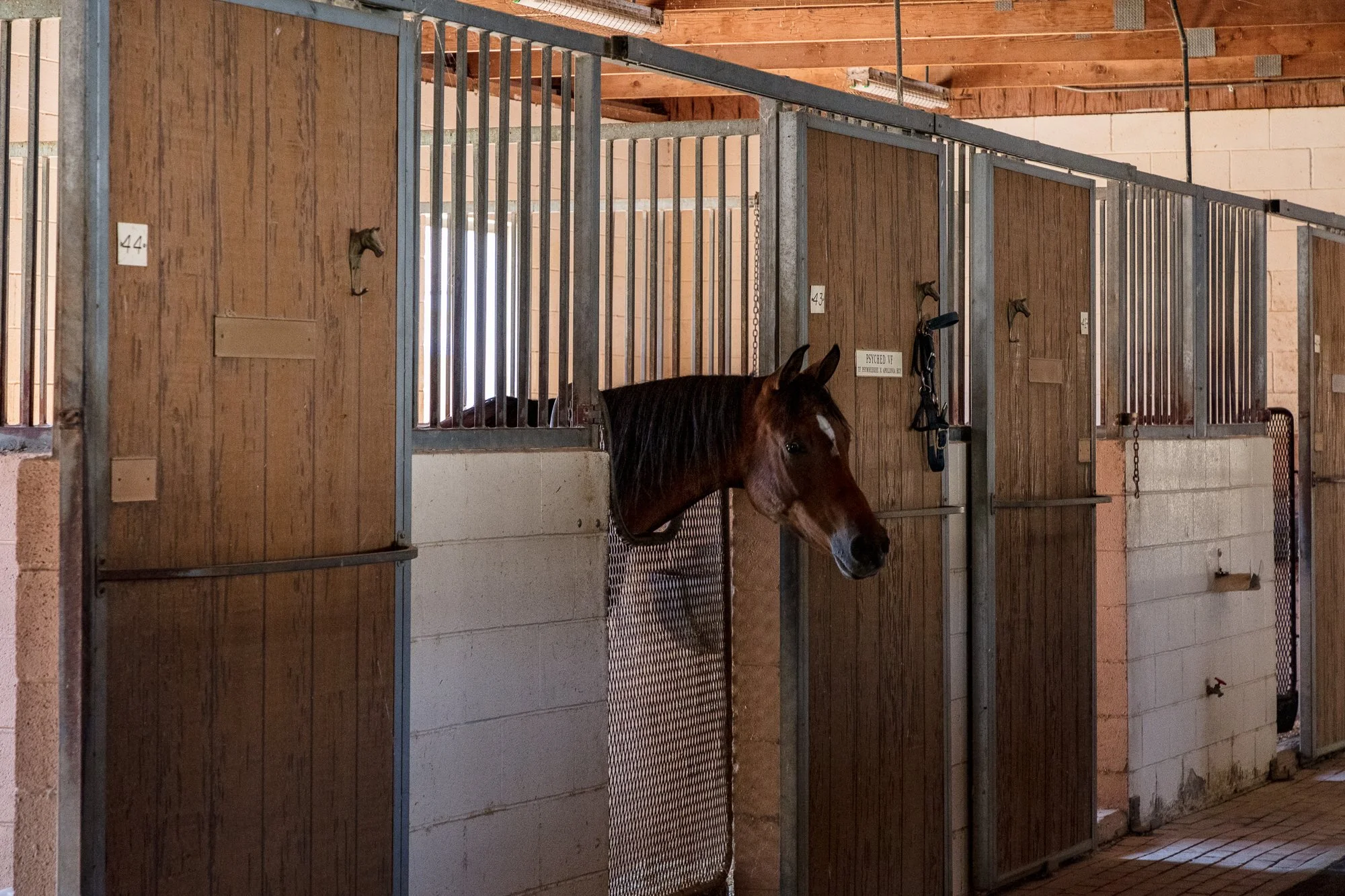 Ventura Farms - Arabian Center -3.jpg