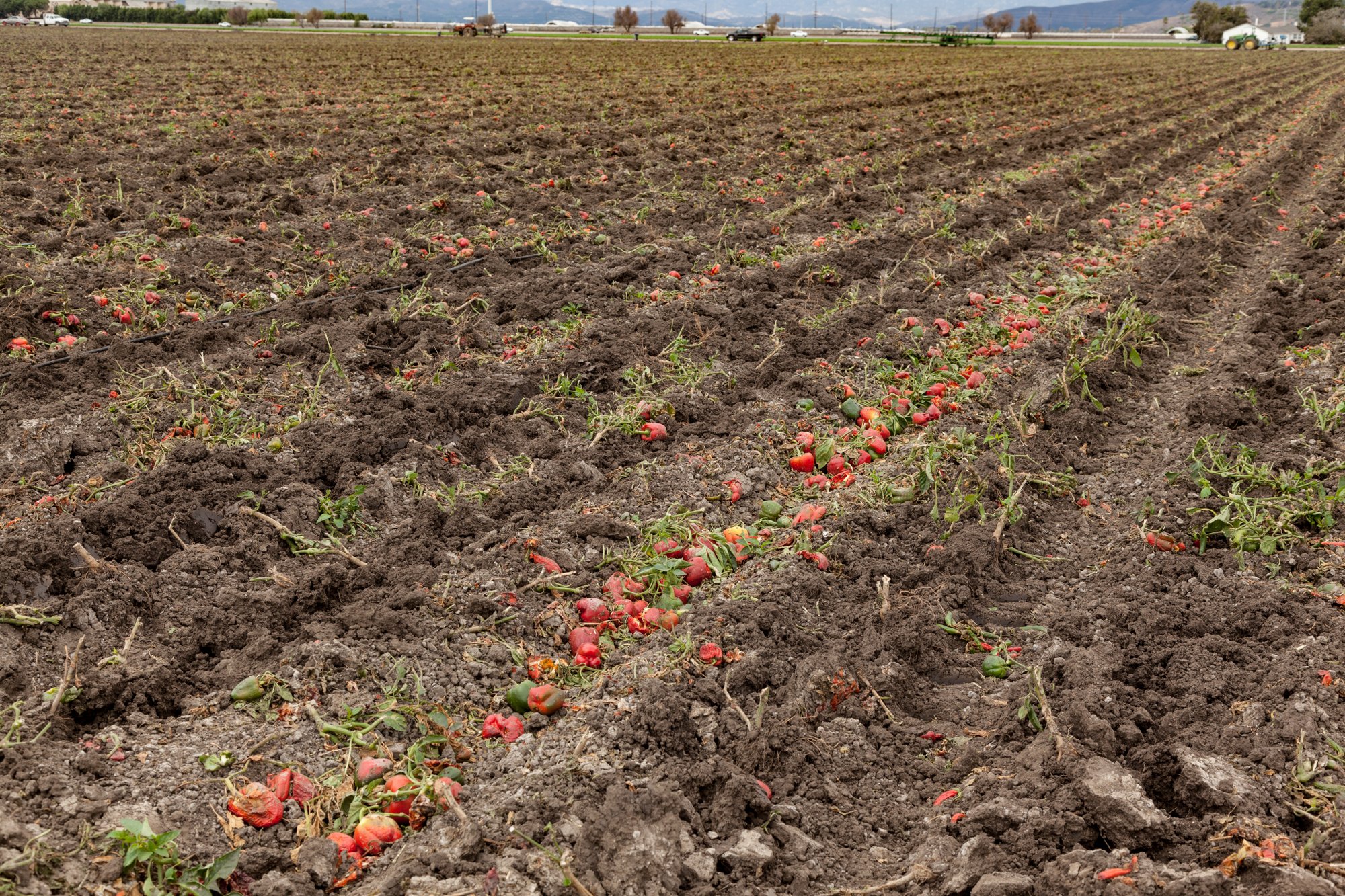 Farm- Uesugi Farms - Camarillo - 20.jpg