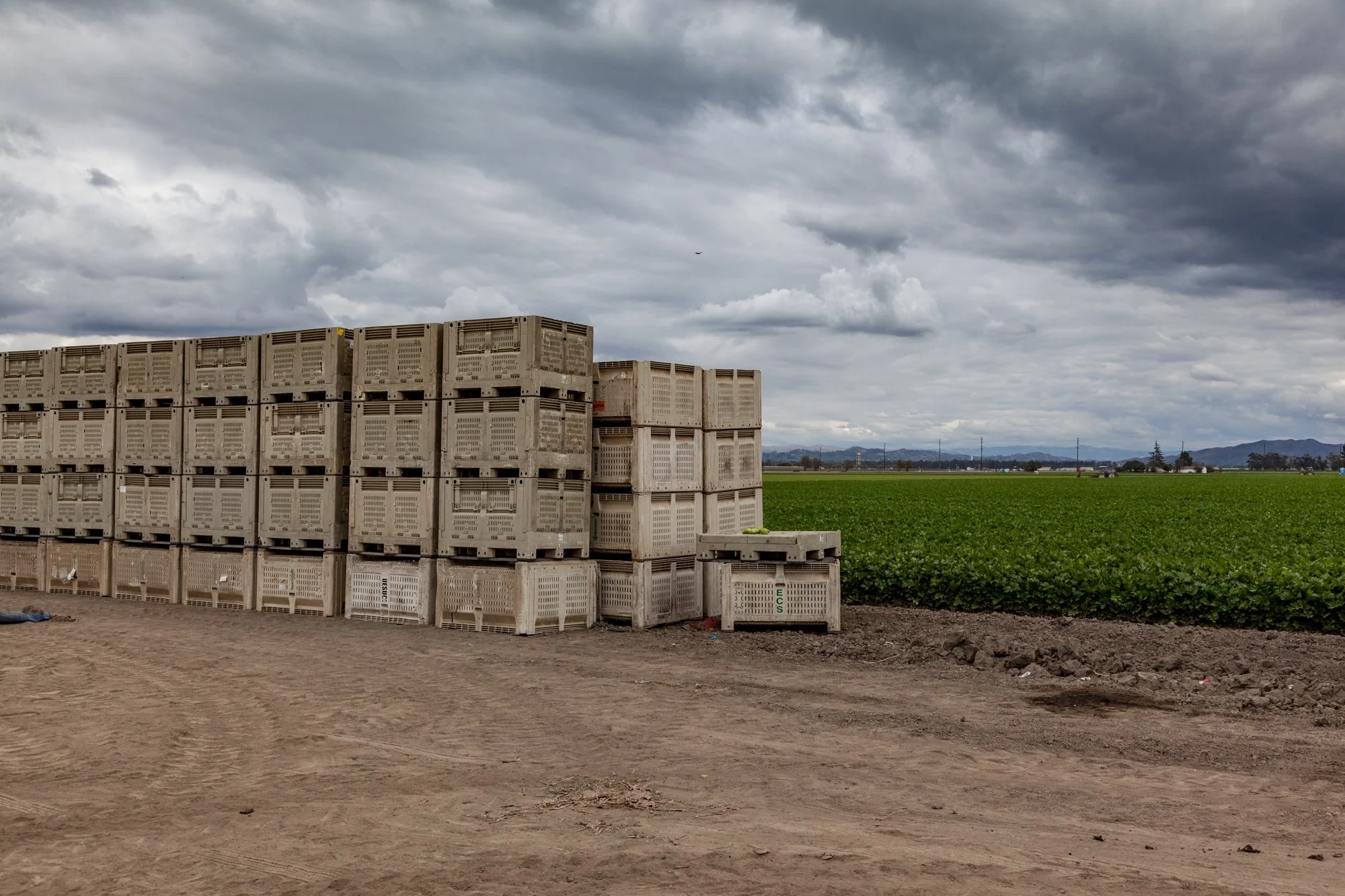 Farm- Uesugi Farms - Camarillo - 48.jpg