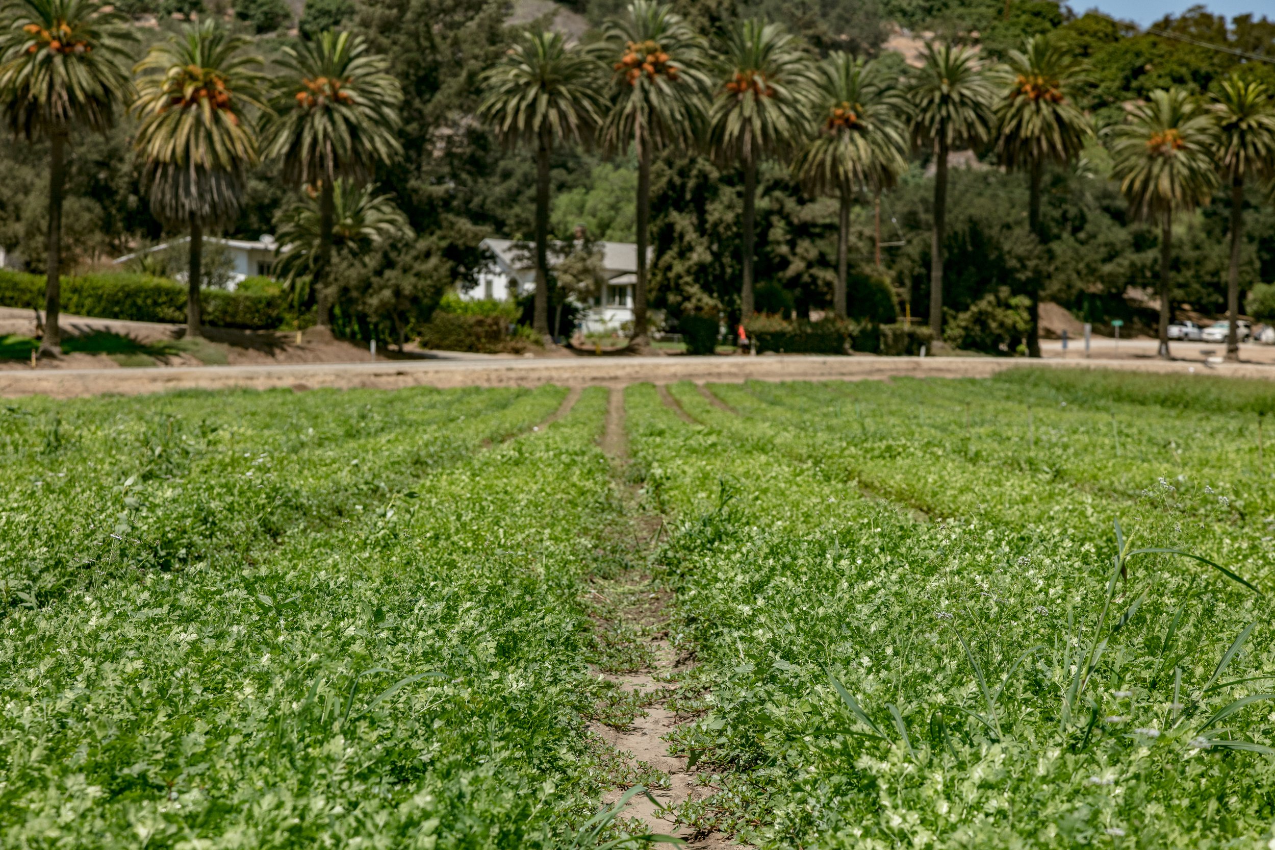 Limoneira Farms - Santa Paula -29.jpg