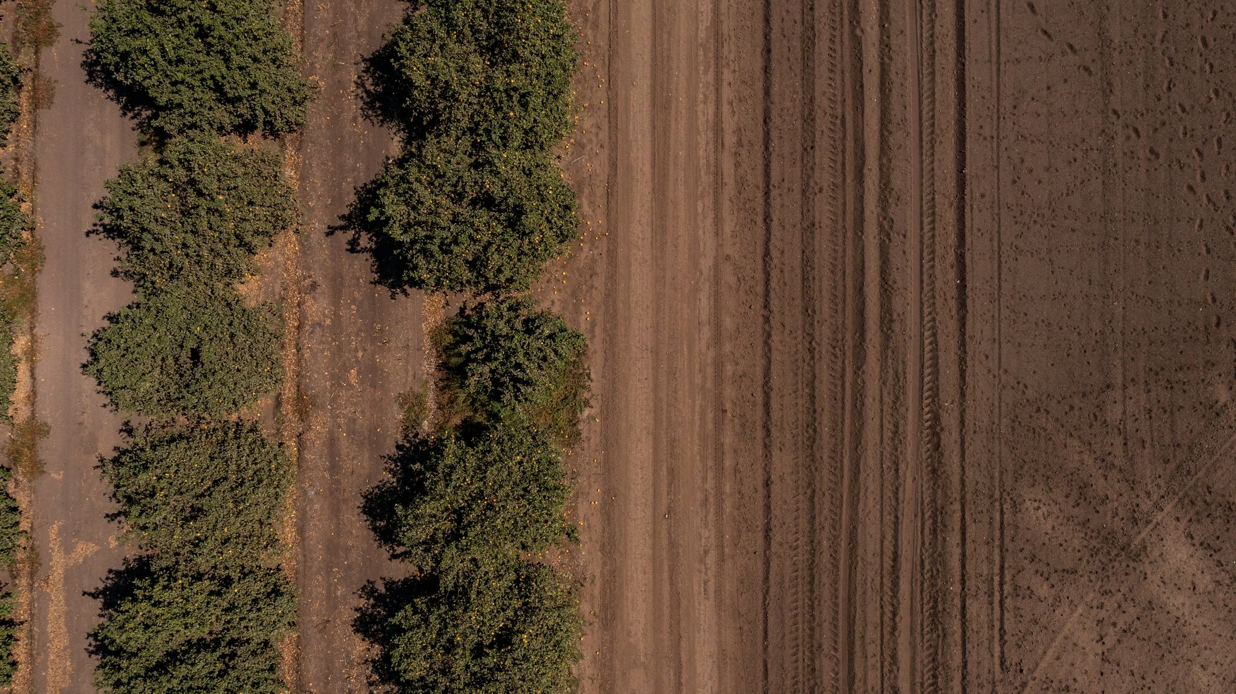 Limoneira Farms - Drone - Santa Paula -6.jpg
