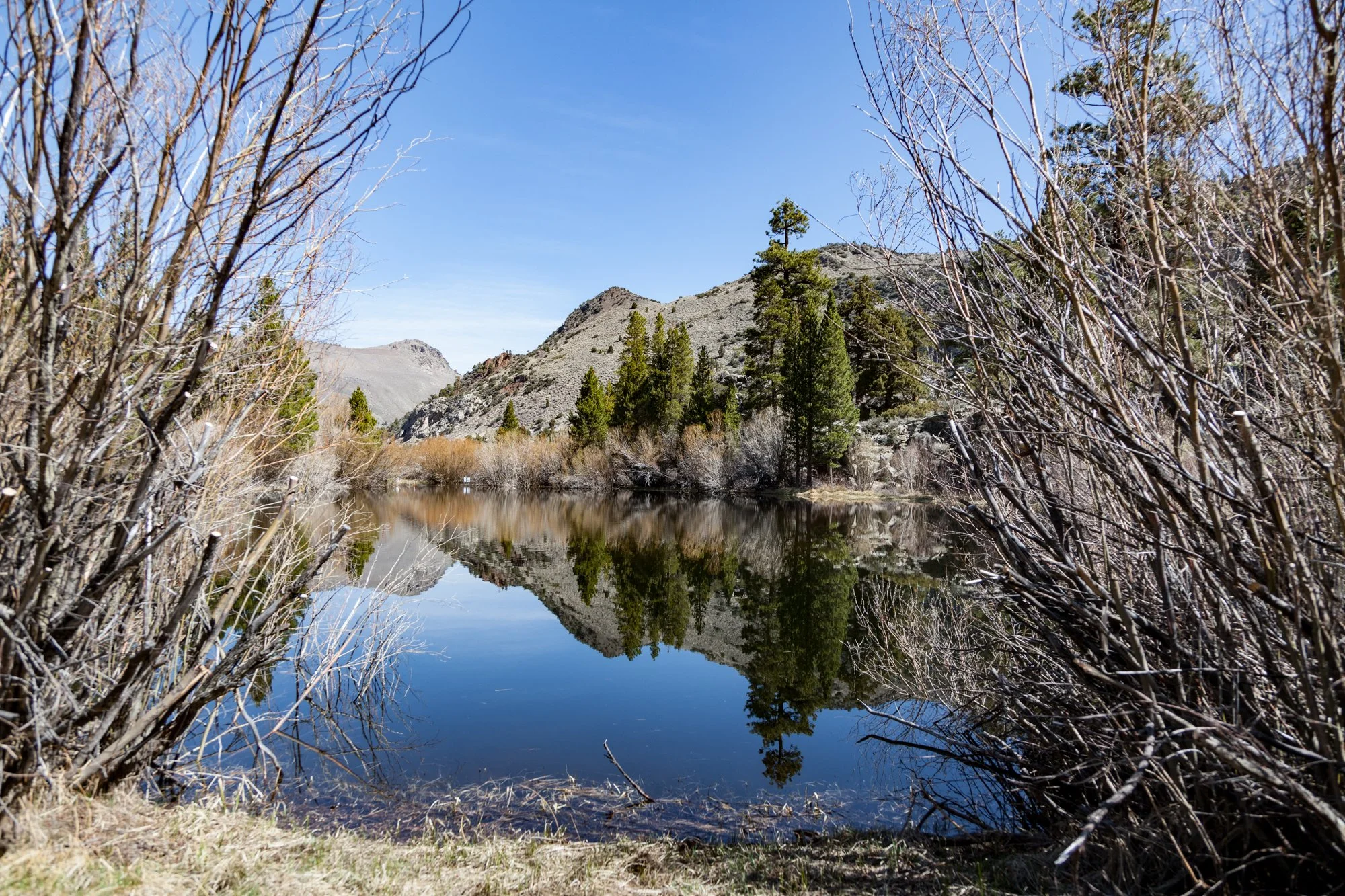 Ntr- Blacks Pond & Meadow - June Lake -13.jpg