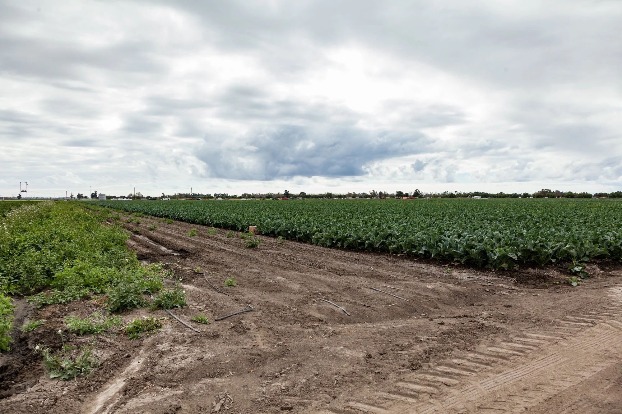 Farm- Uesugi Farms - Camarillo - 29.jpg