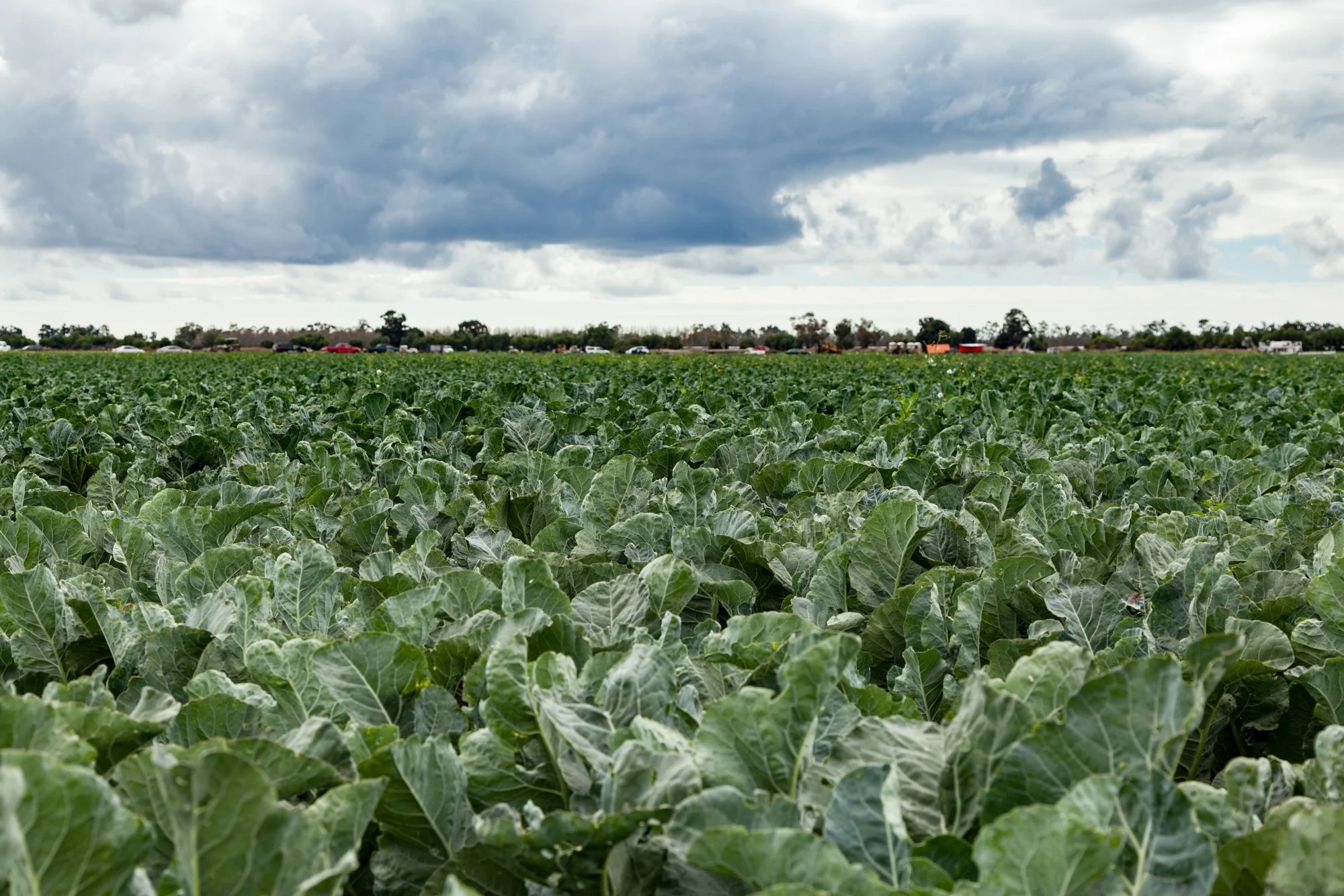 Farm- Uesugi Farms - Camarillo - 33.jpg