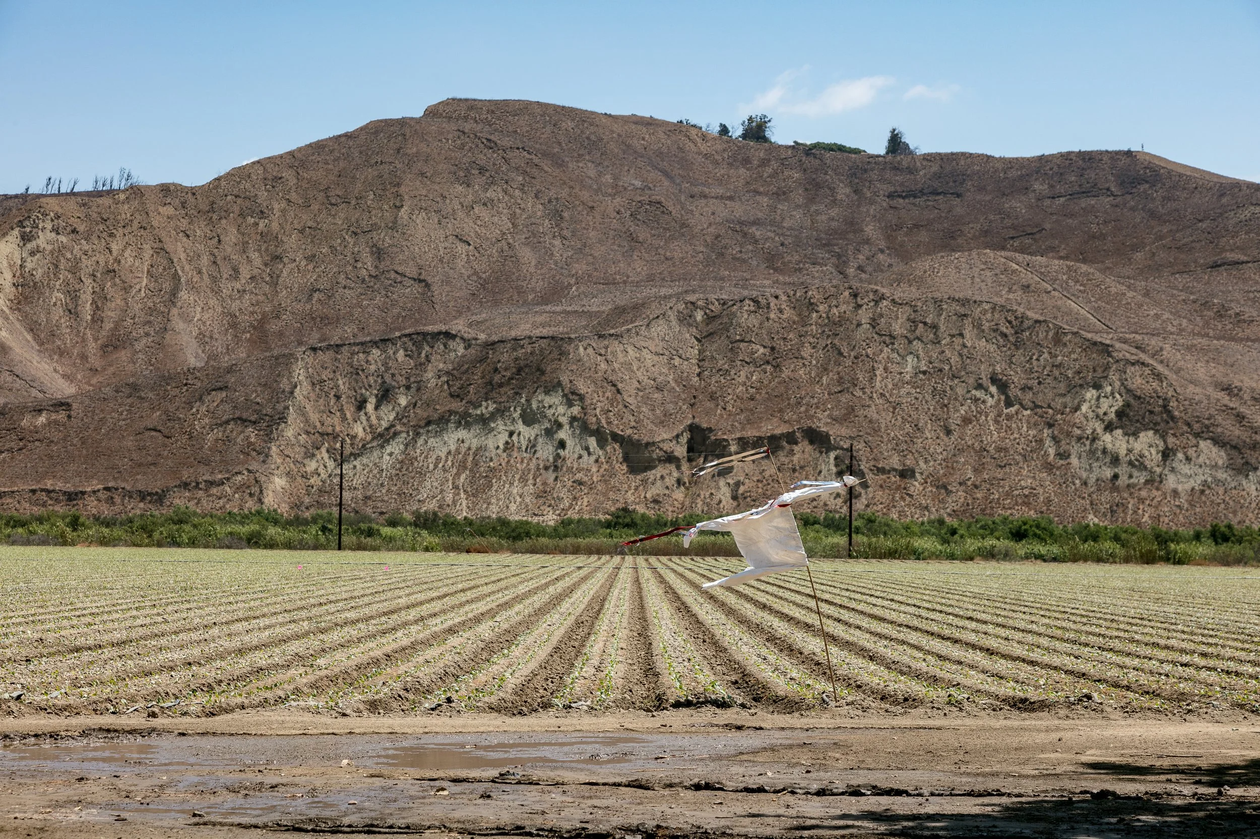 Limoneira Farms - Santa Paula -84.jpg