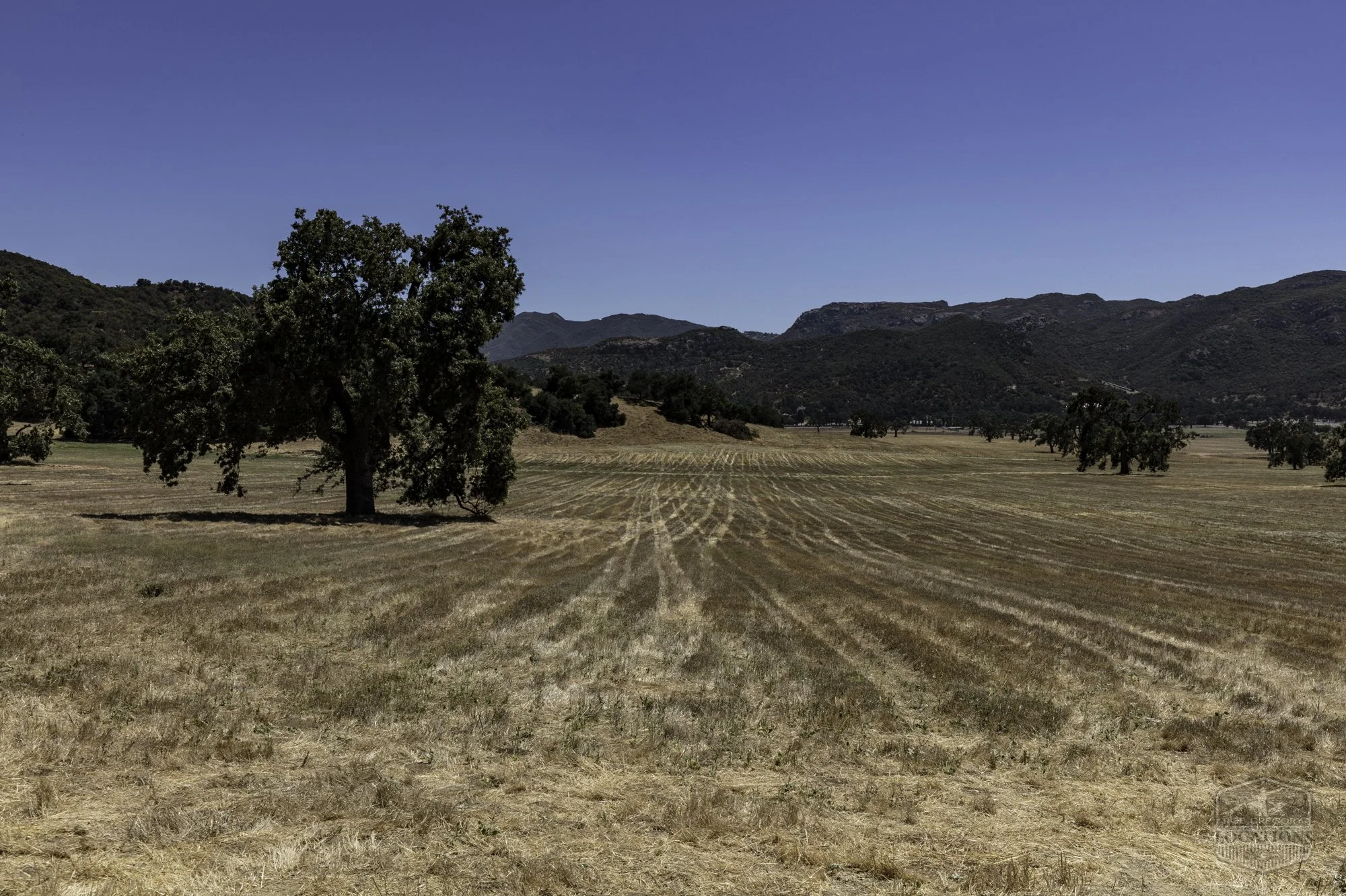 Thorton Ranch Pasture - Ventura Farms -9.jpg