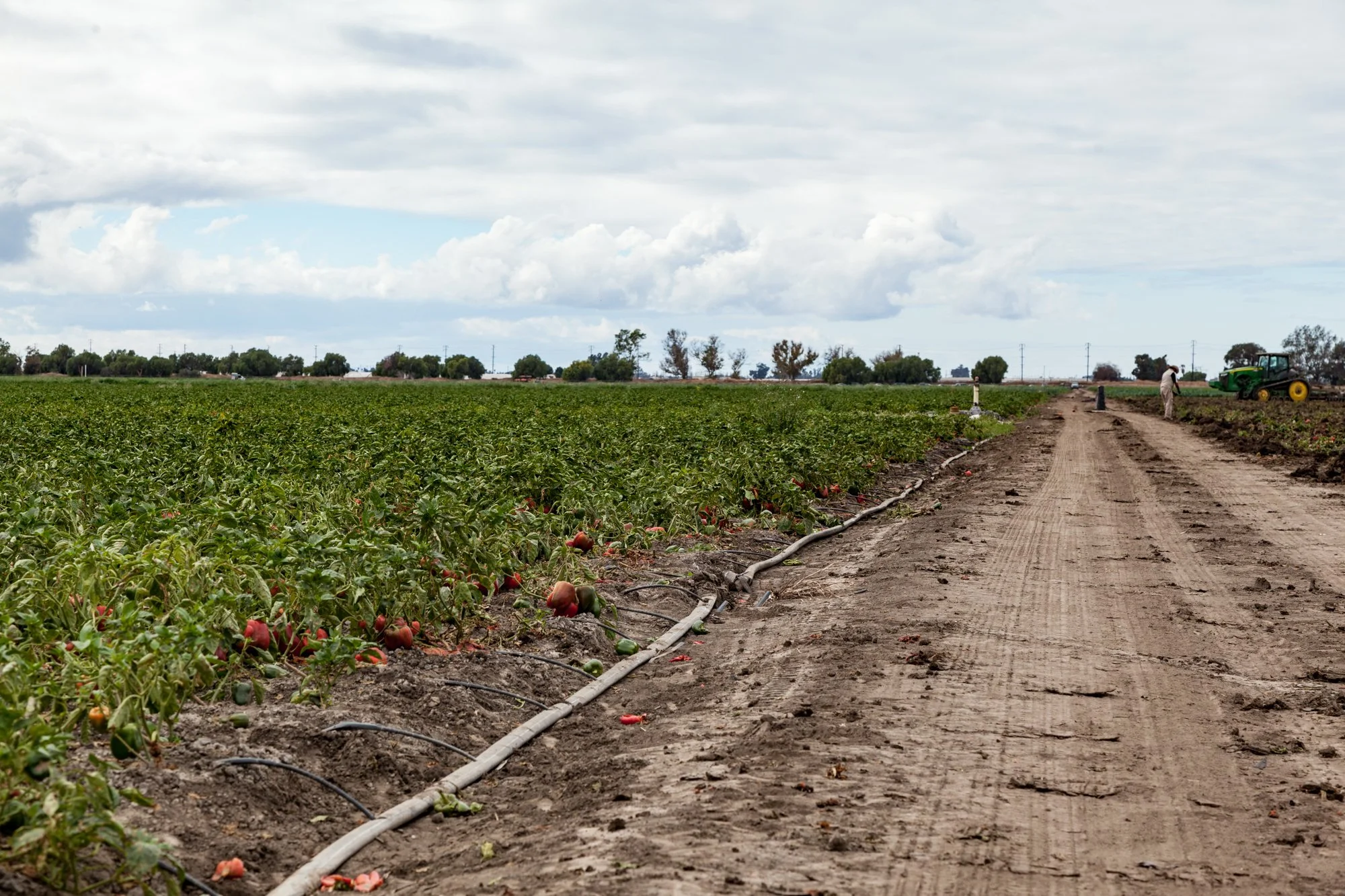 Farm- Uesugi Farms - Camarillo - 21.jpg