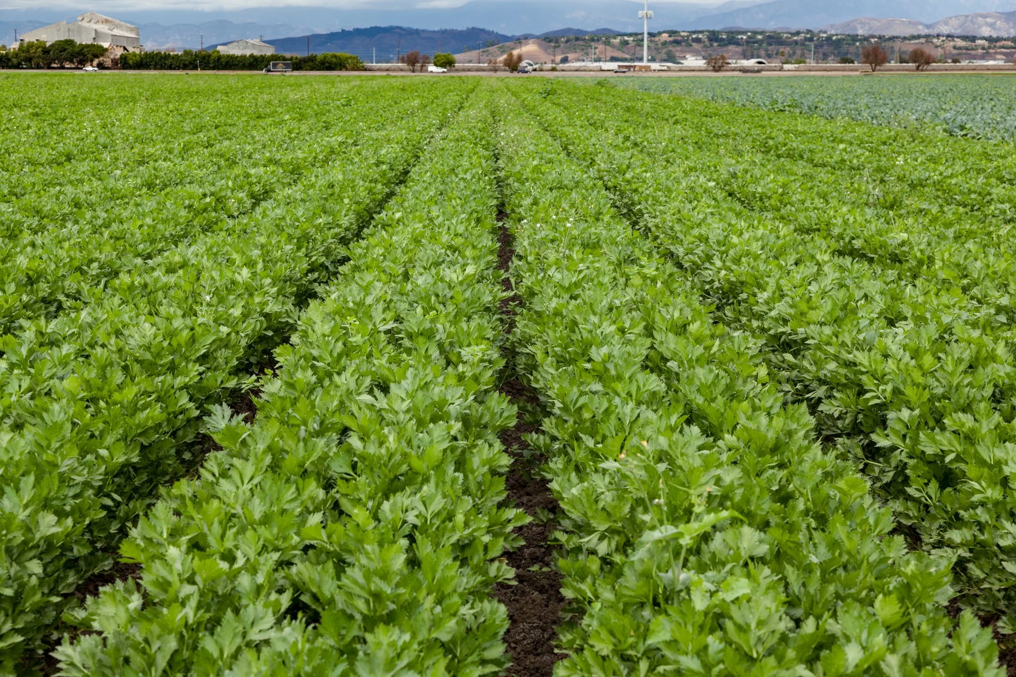Farm- Uesugi Farms - Camarillo - 37.jpg