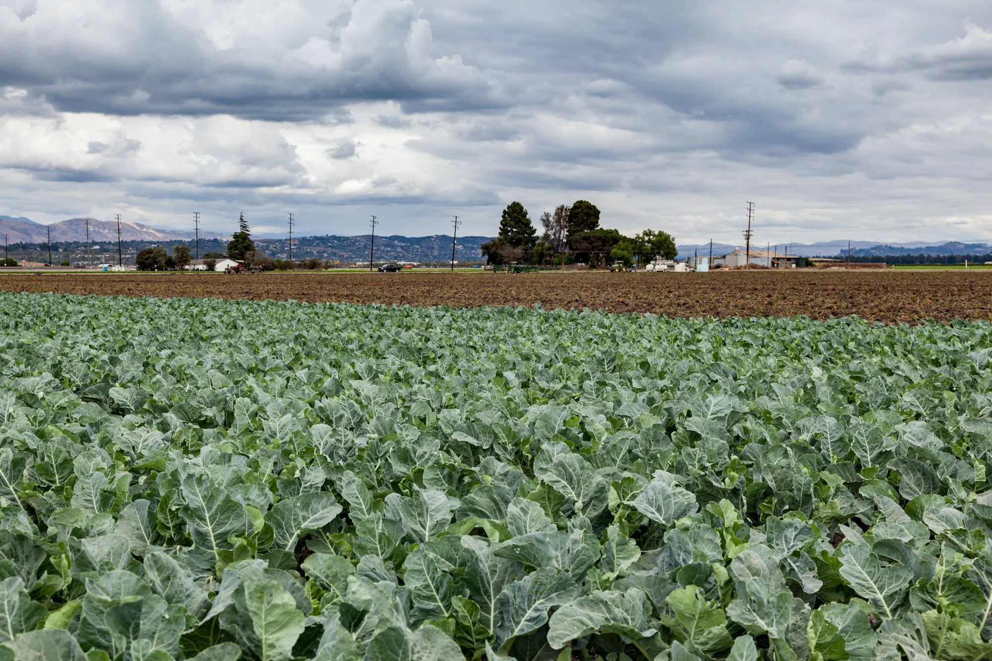 Farm- Uesugi Farms - Camarillo - 35.jpg