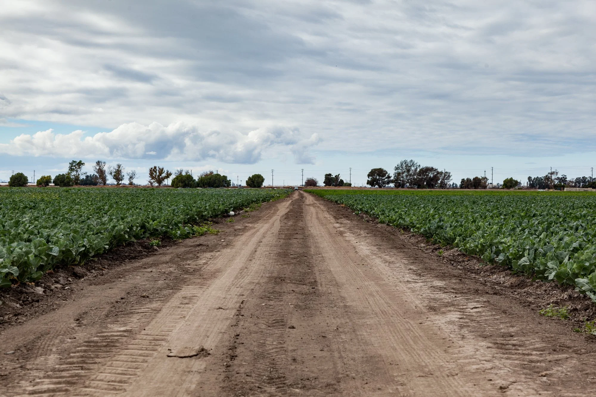 Farm- Uesugi Farms - Camarillo - 36.jpg