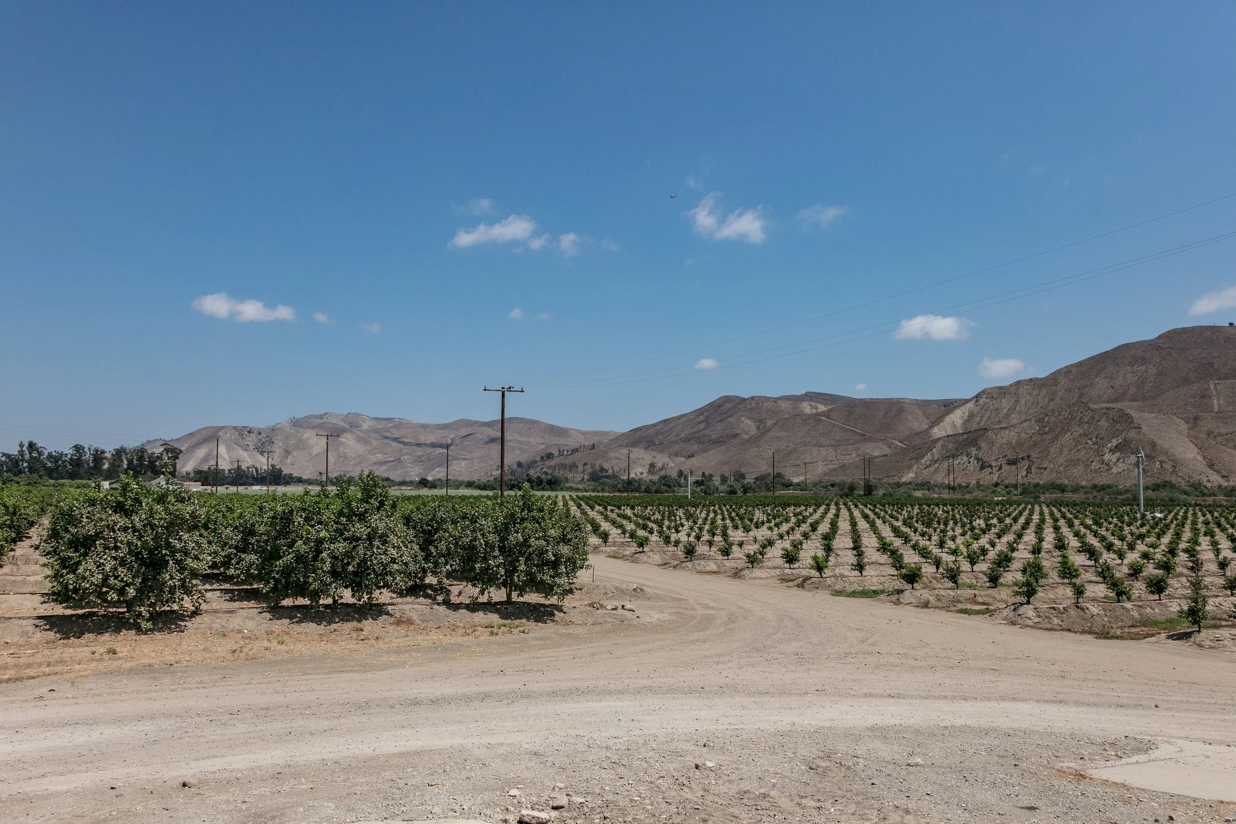 Limoneira Farms - Santa Paula -78.jpg