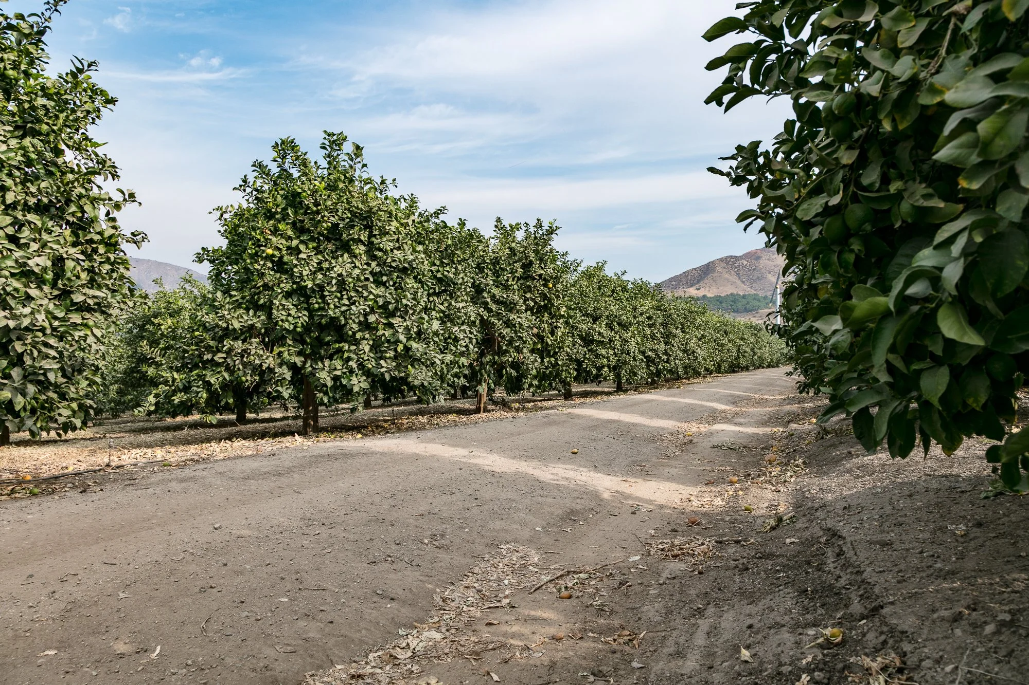Rancho Temescal - Ranch Roads - Piru -9.jpg